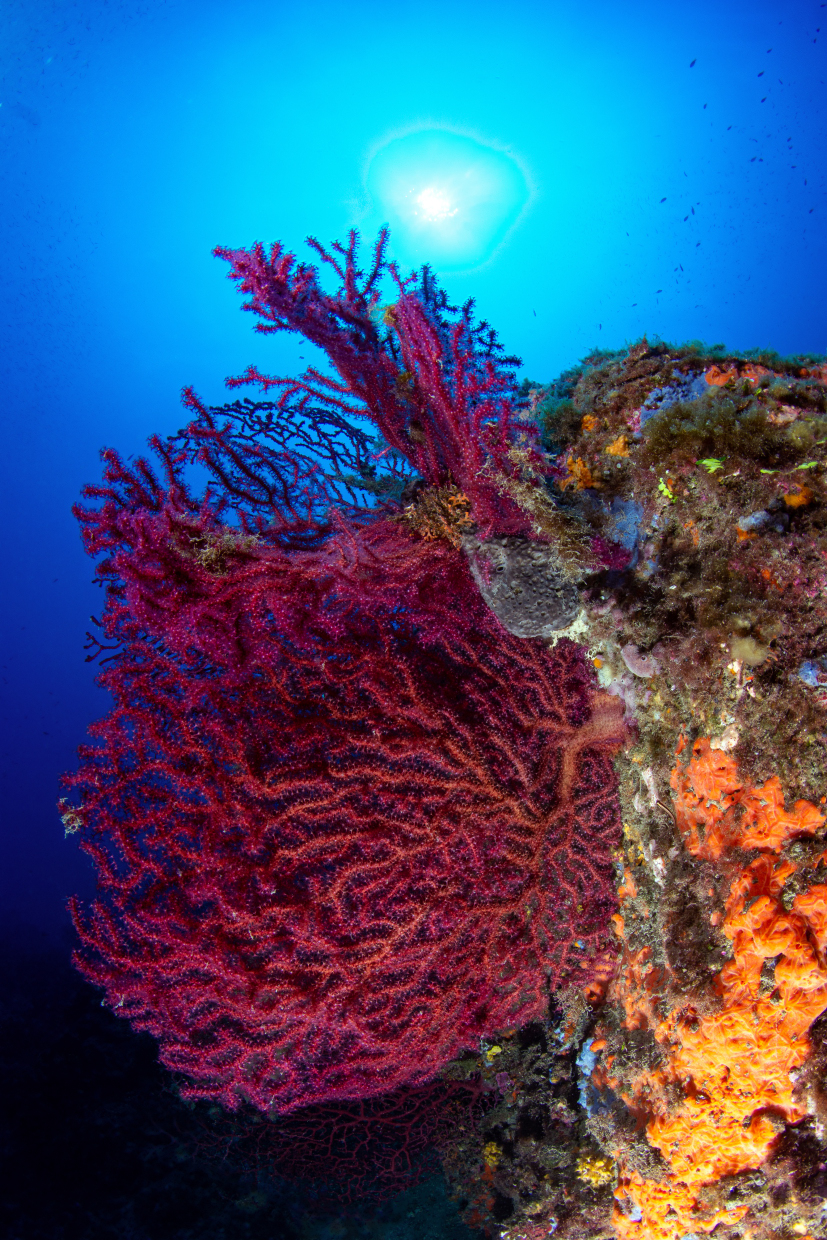 Secca Santo Stefano al Mare IM