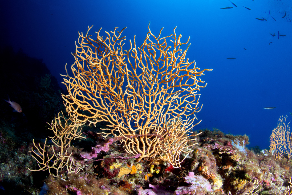 Secca Santo Stefano al mare IM