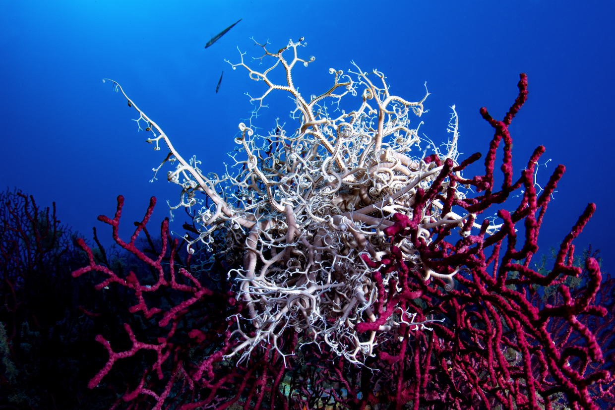 Secca Santo Stefano al mare IM