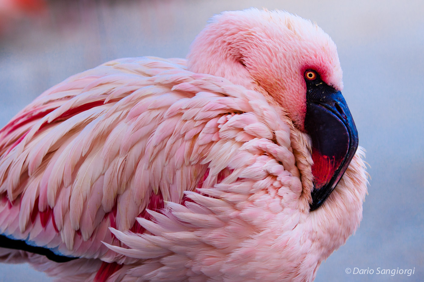 fenicottero rosa