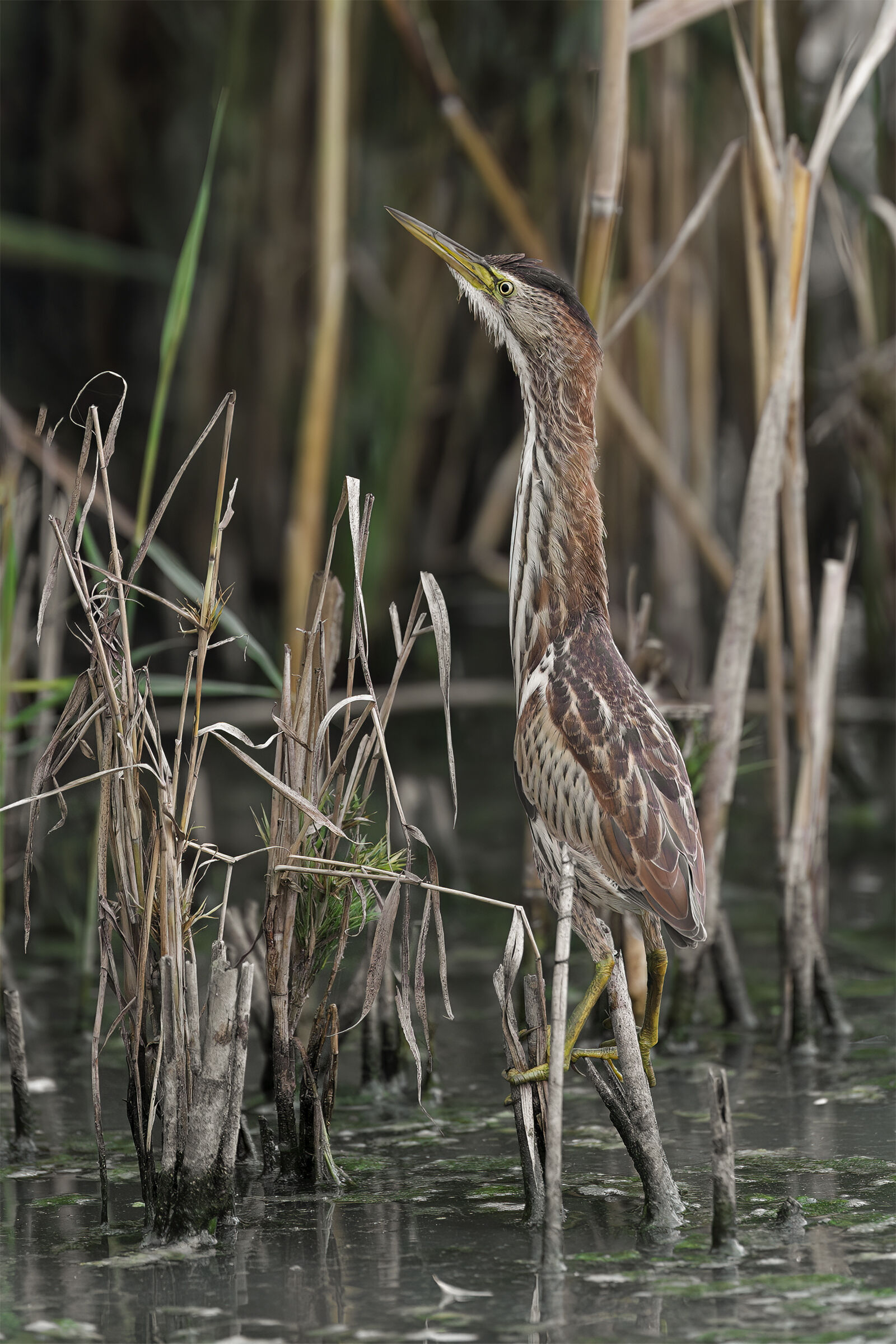 Little bittern ?