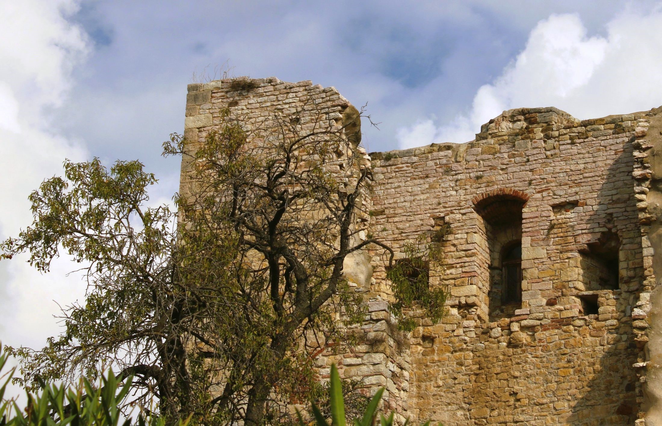 L'albero e le rovine