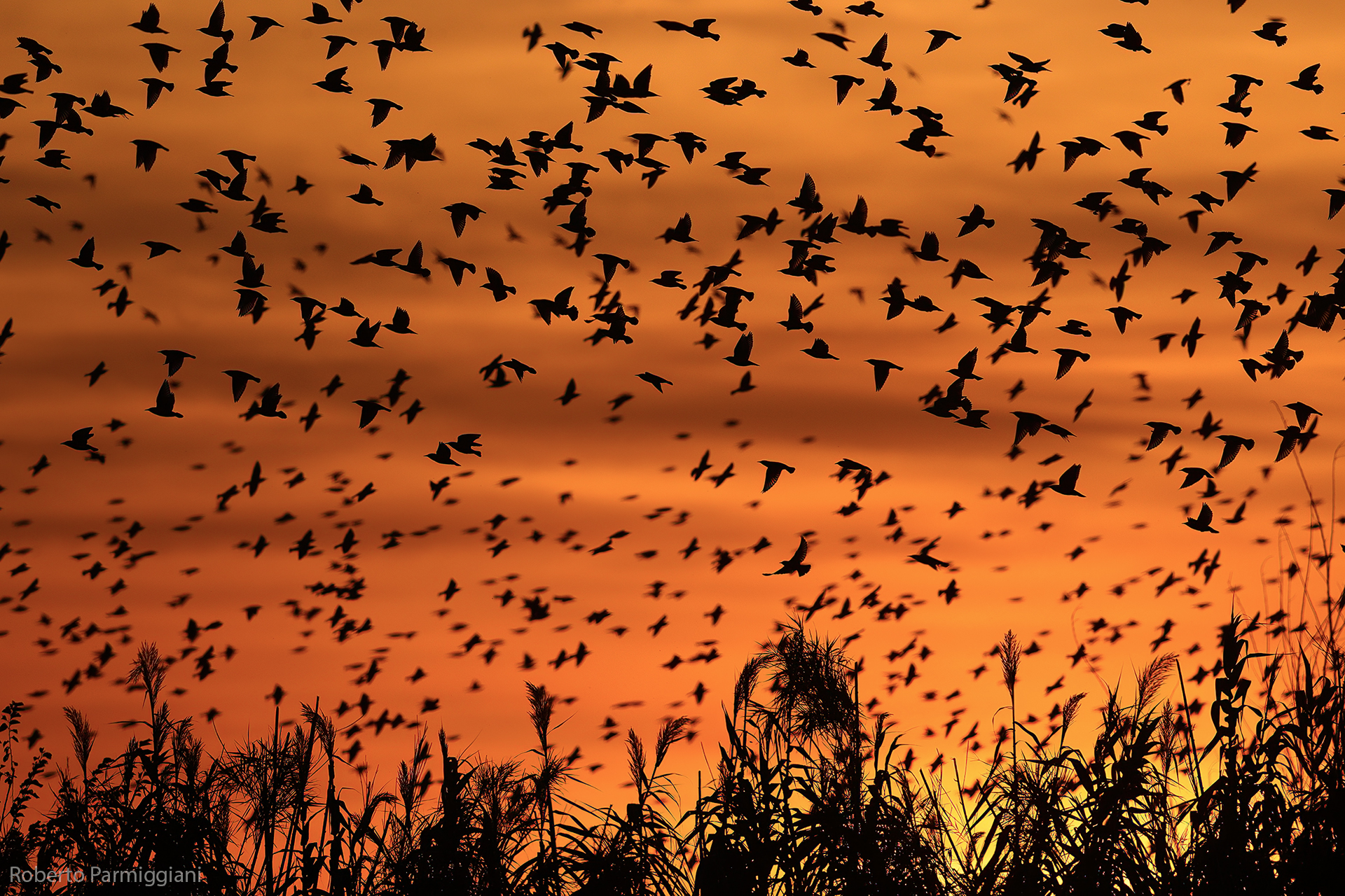 Like flocks of black birds