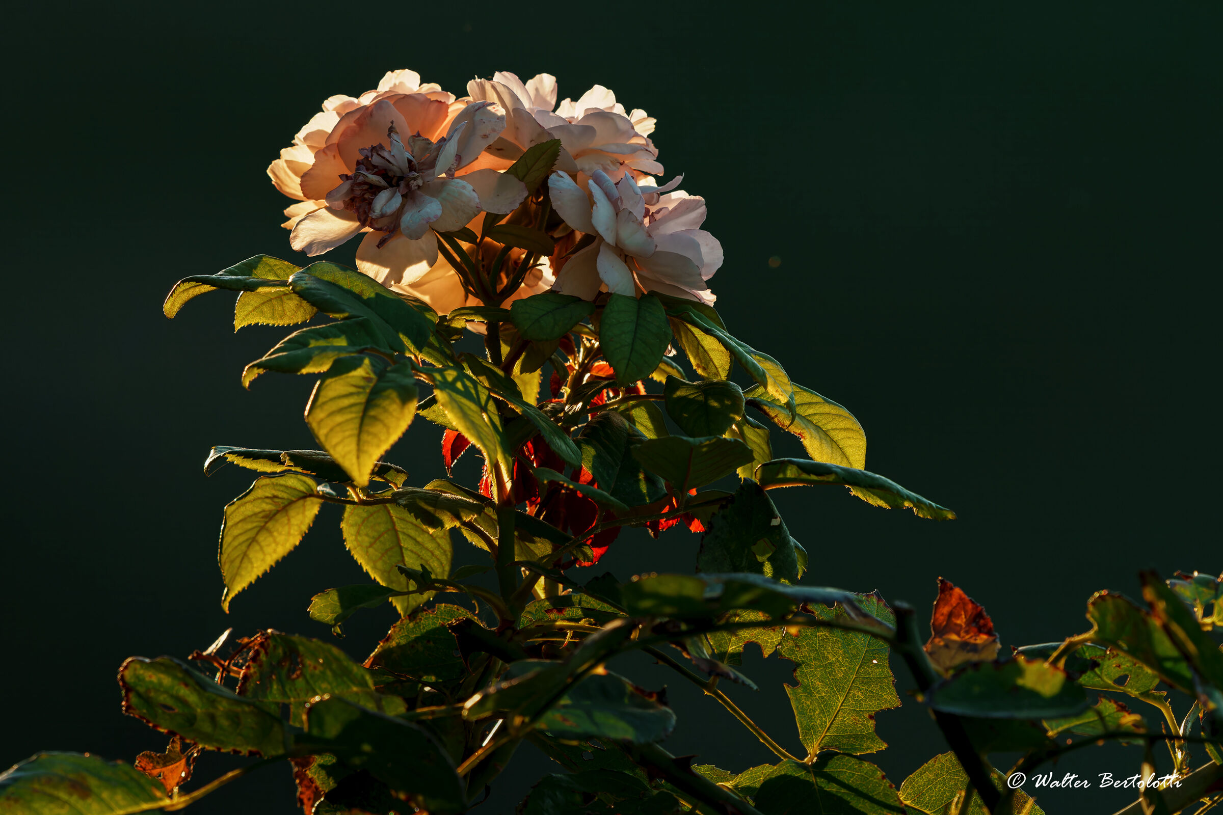 Untitled Photo