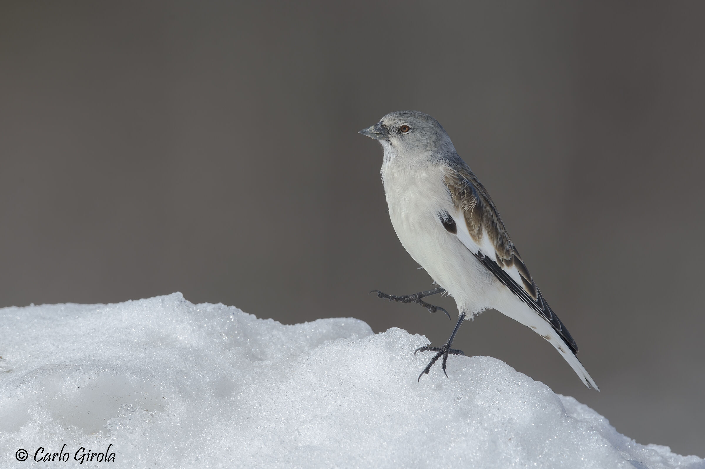 Fringuello alpino (Montifringilla nivalis)