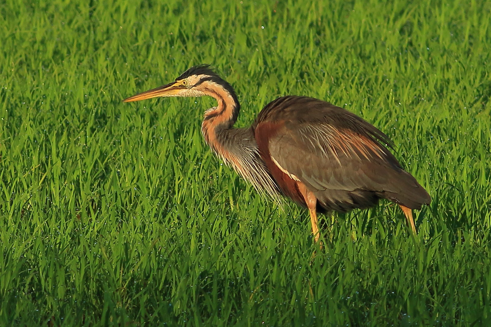 purple heron