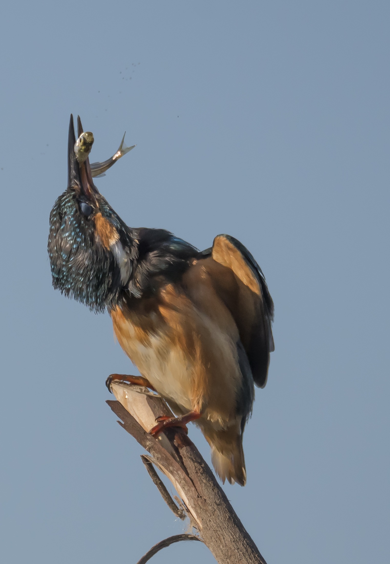 Skilled fisherman martin