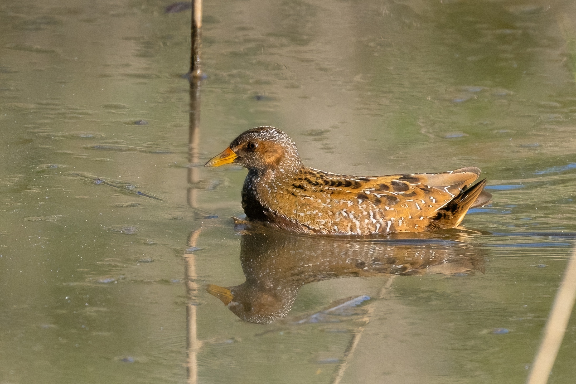 Voltolino (Porzana porzana)