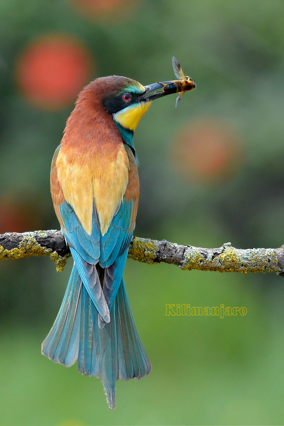 Bee-eater with insect
