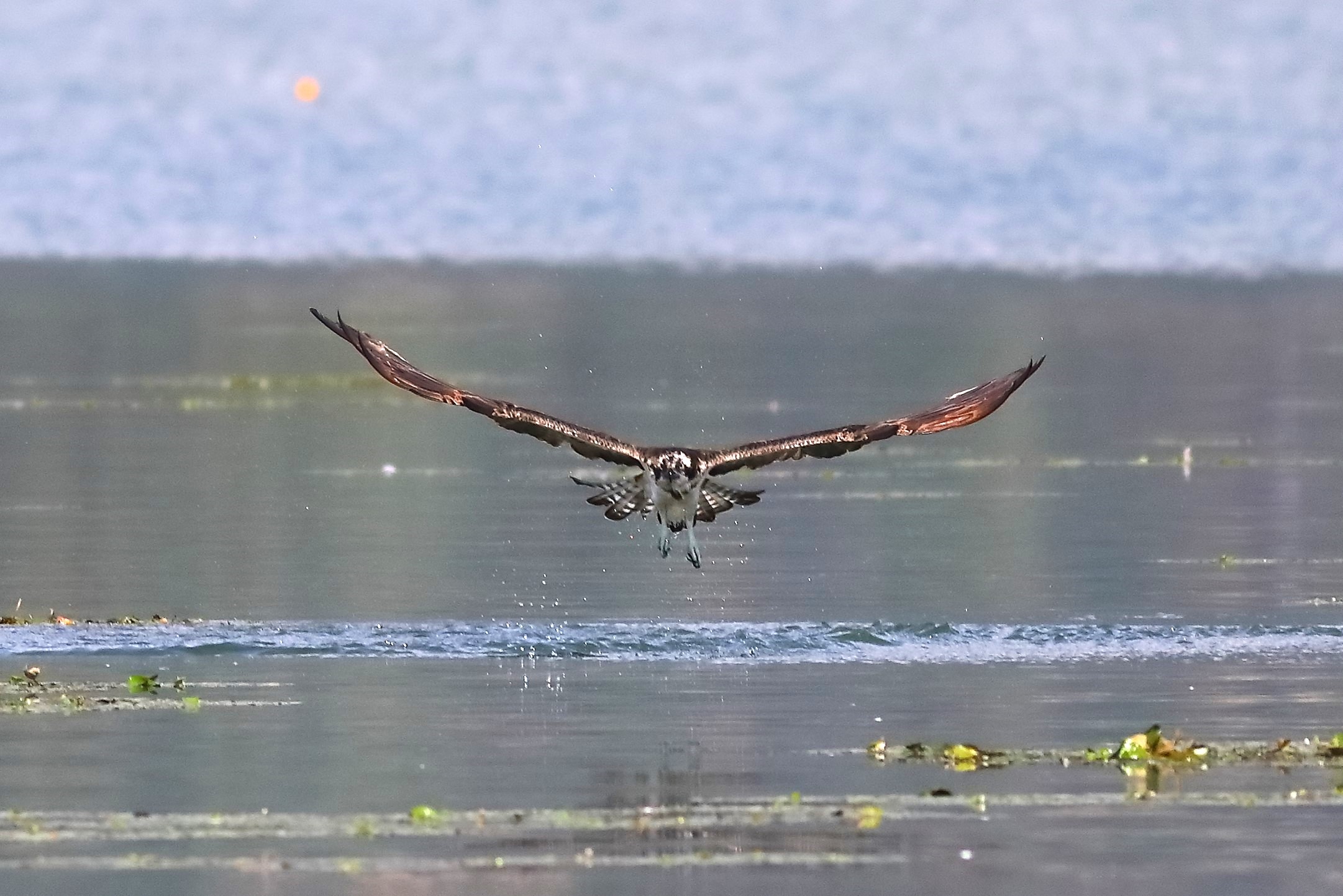 Falco pescatore 01-09-2023