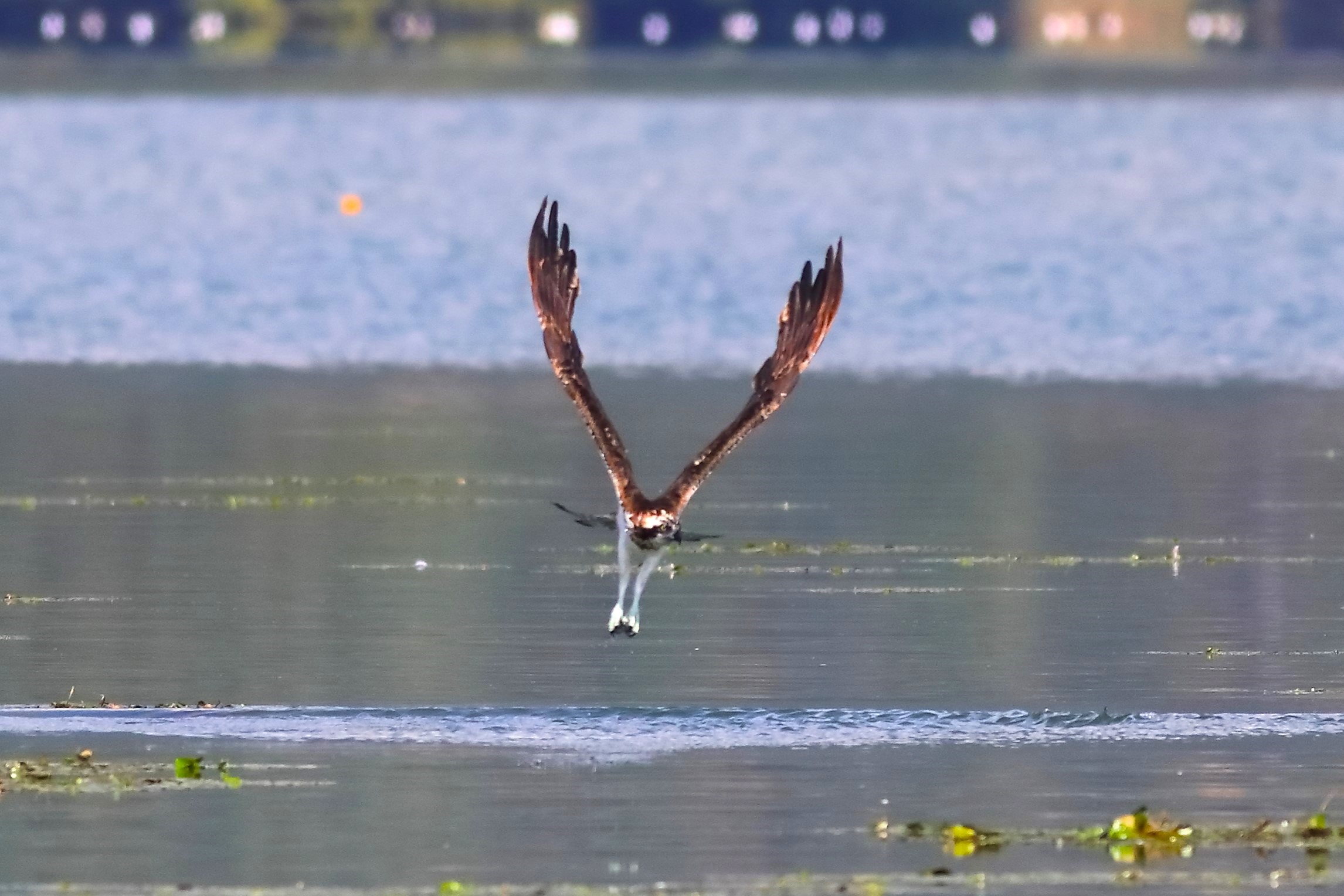 Falco pescatore 01-09-2023