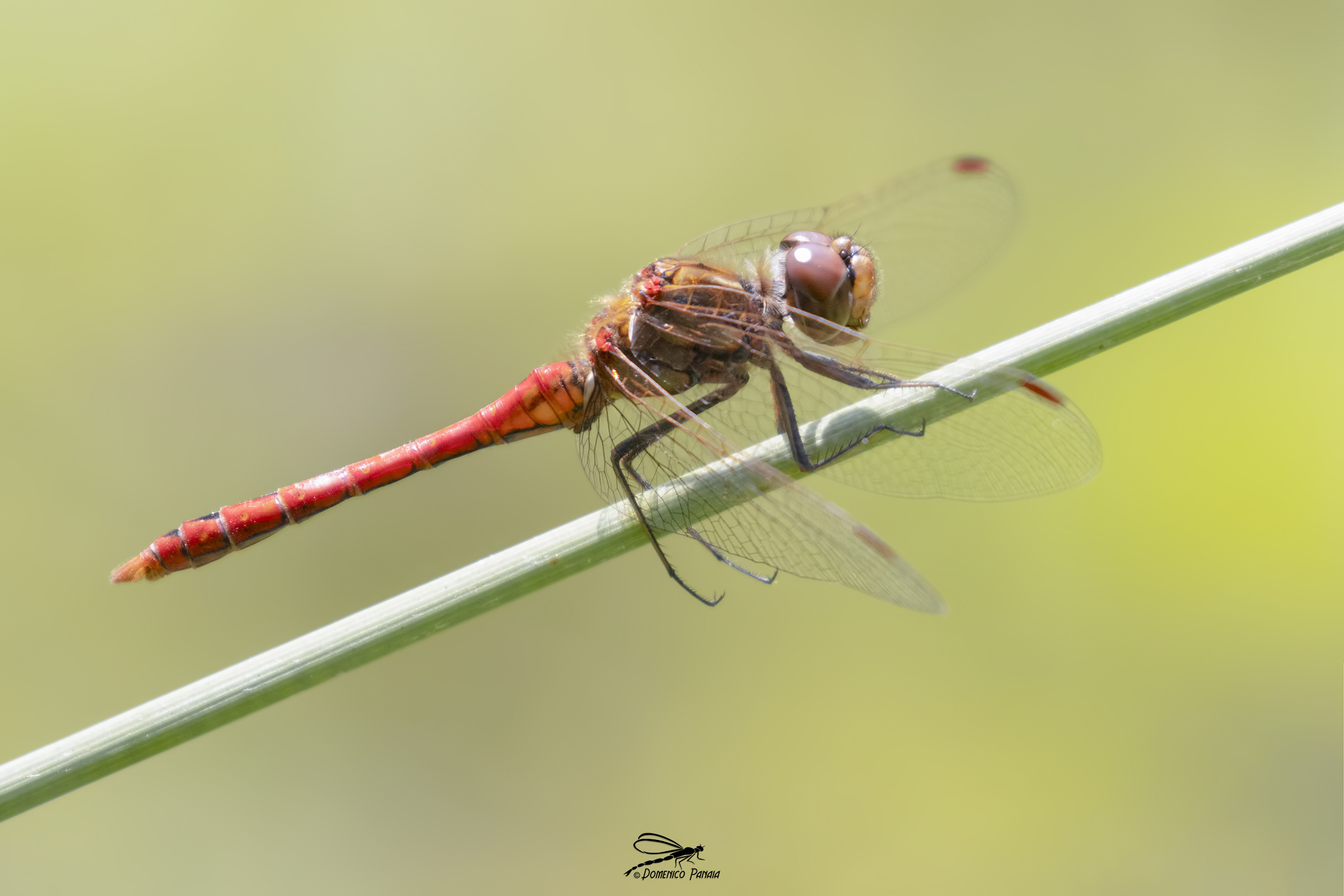 Sympetrum vulgatum