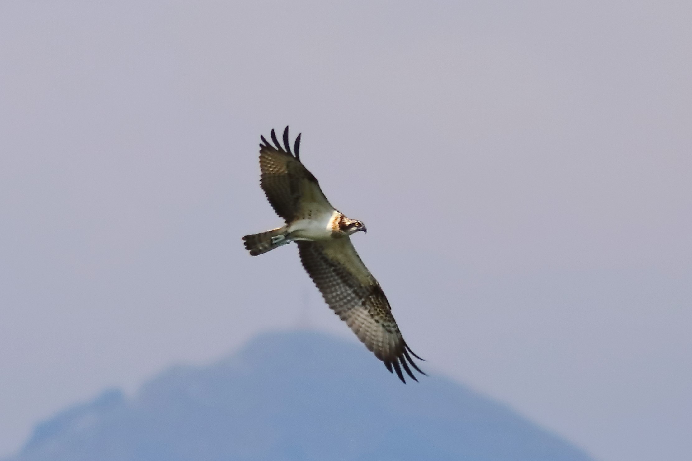 Falco pescatore 04-09-2023