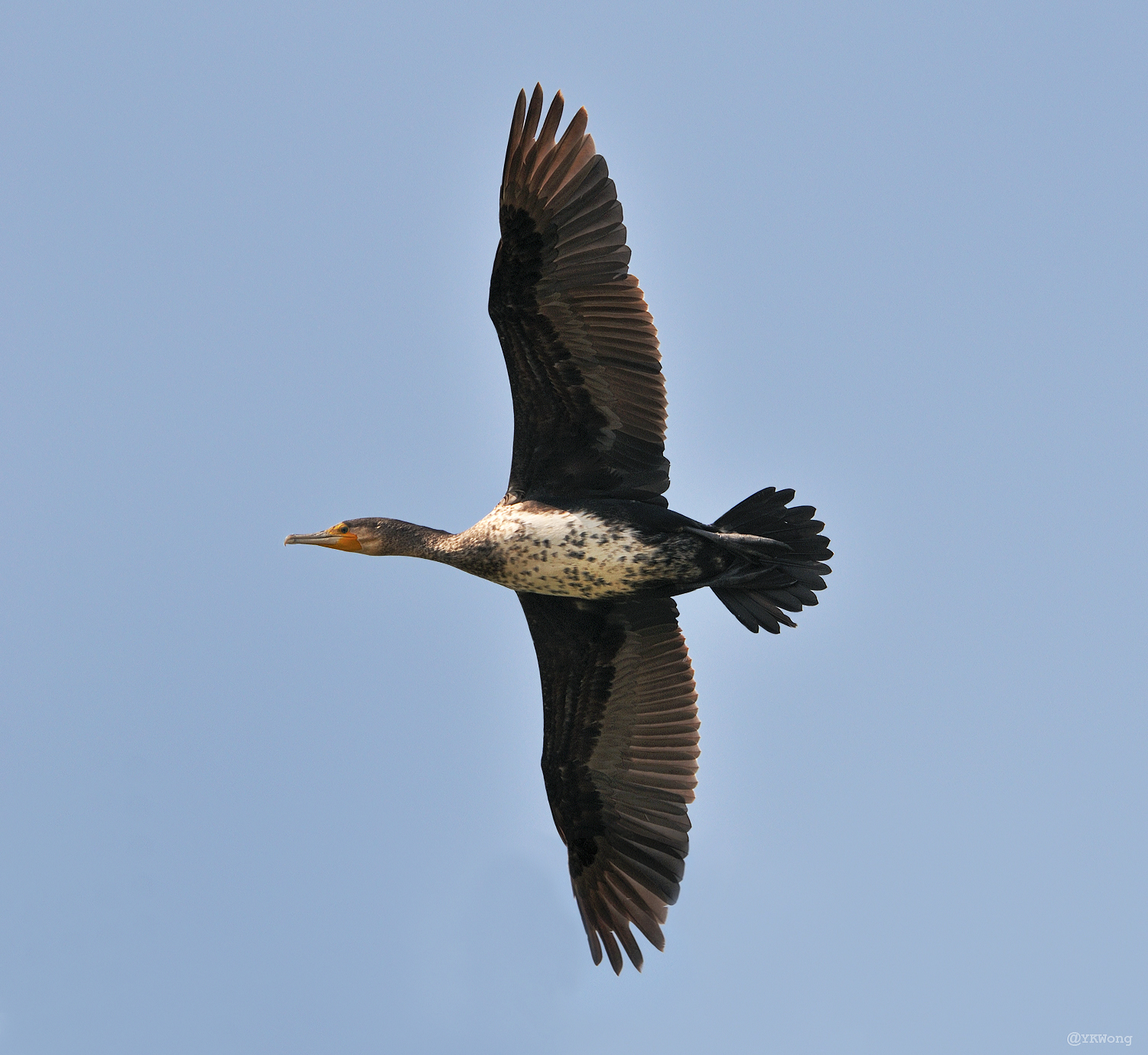Cormorano