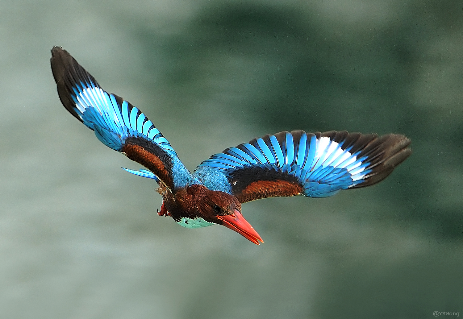 Kingfisher