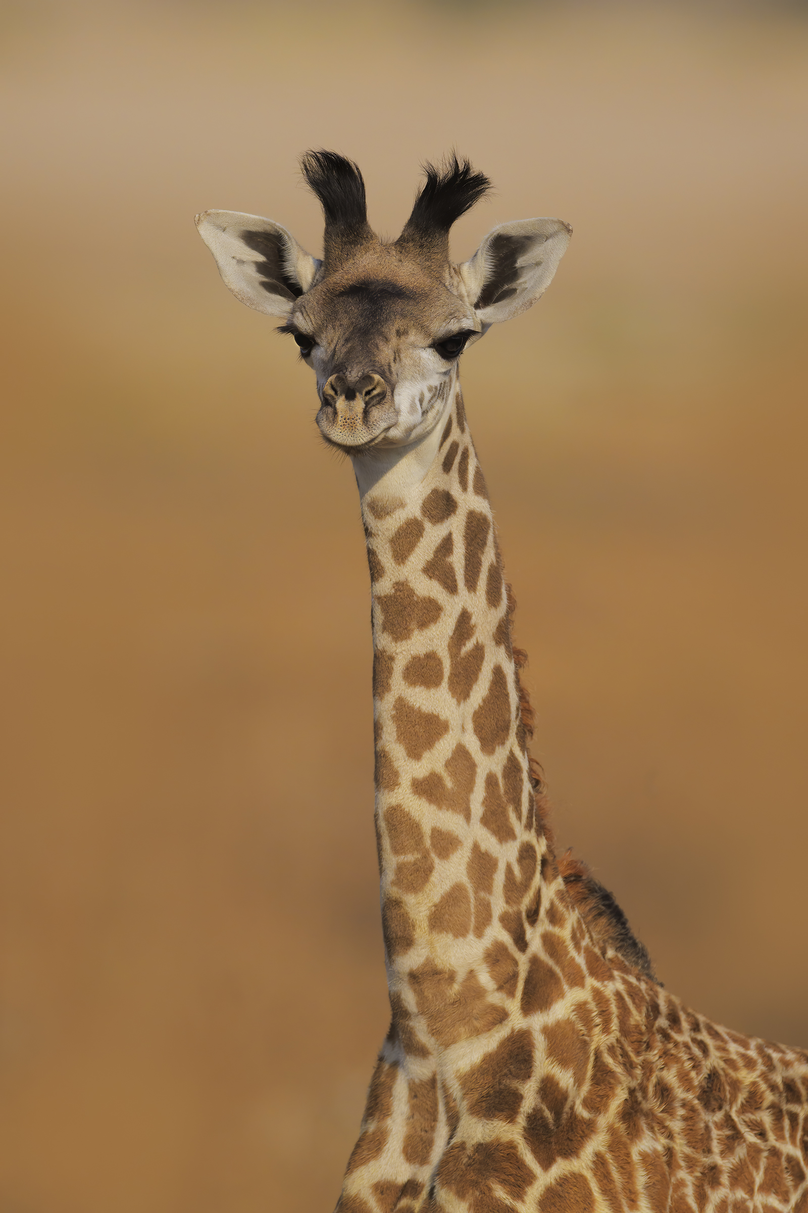 BabyGiraffa