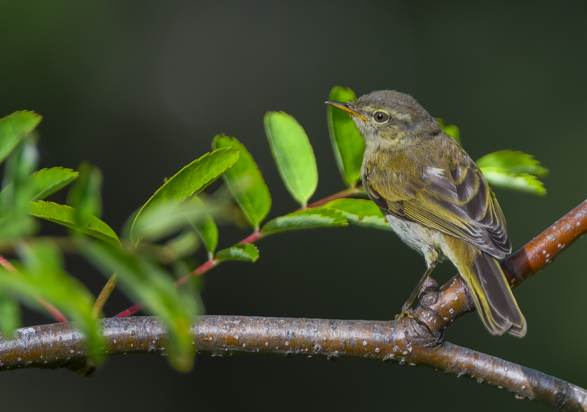 Confidente e socievole Luì piccolo