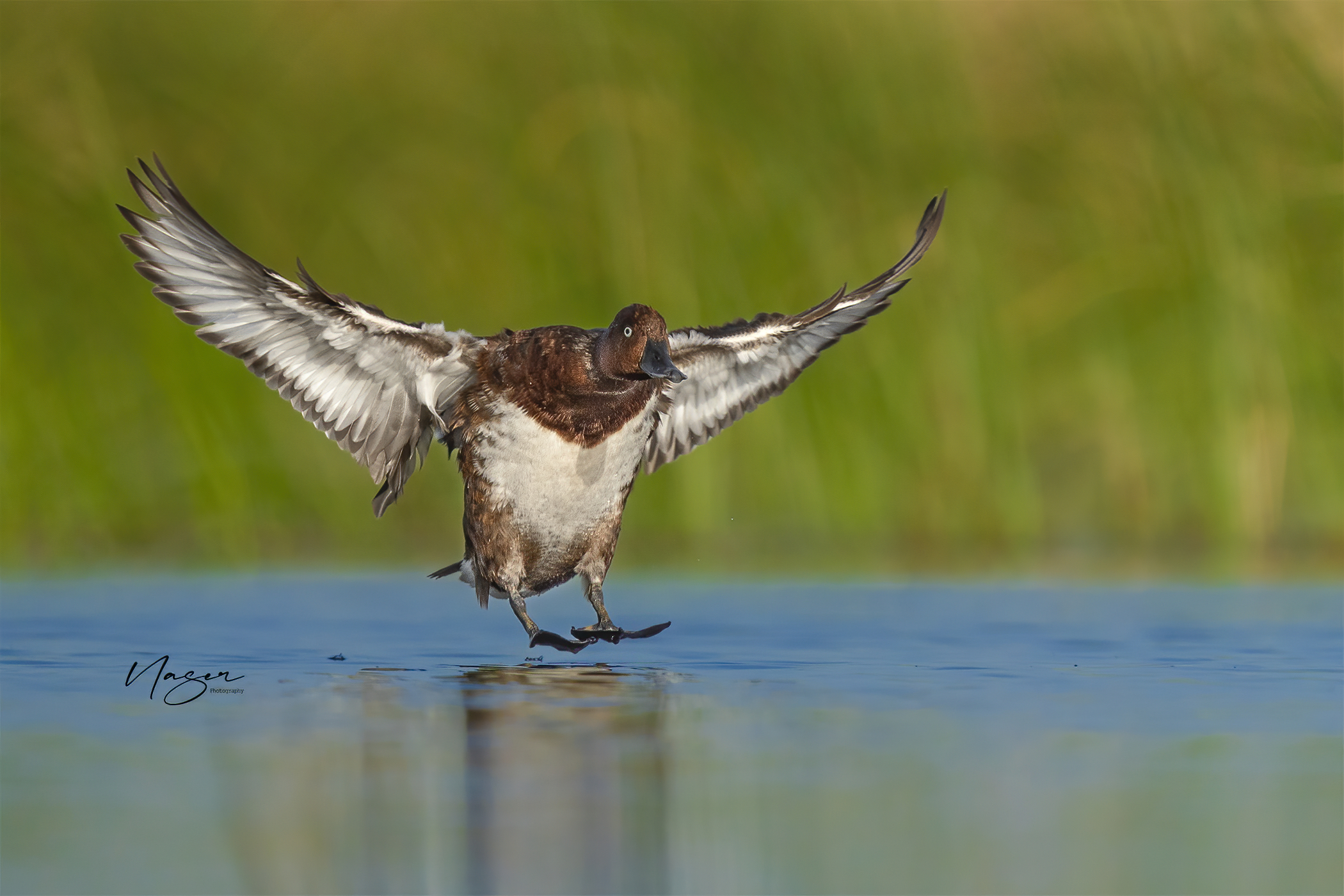 ferruginous duck