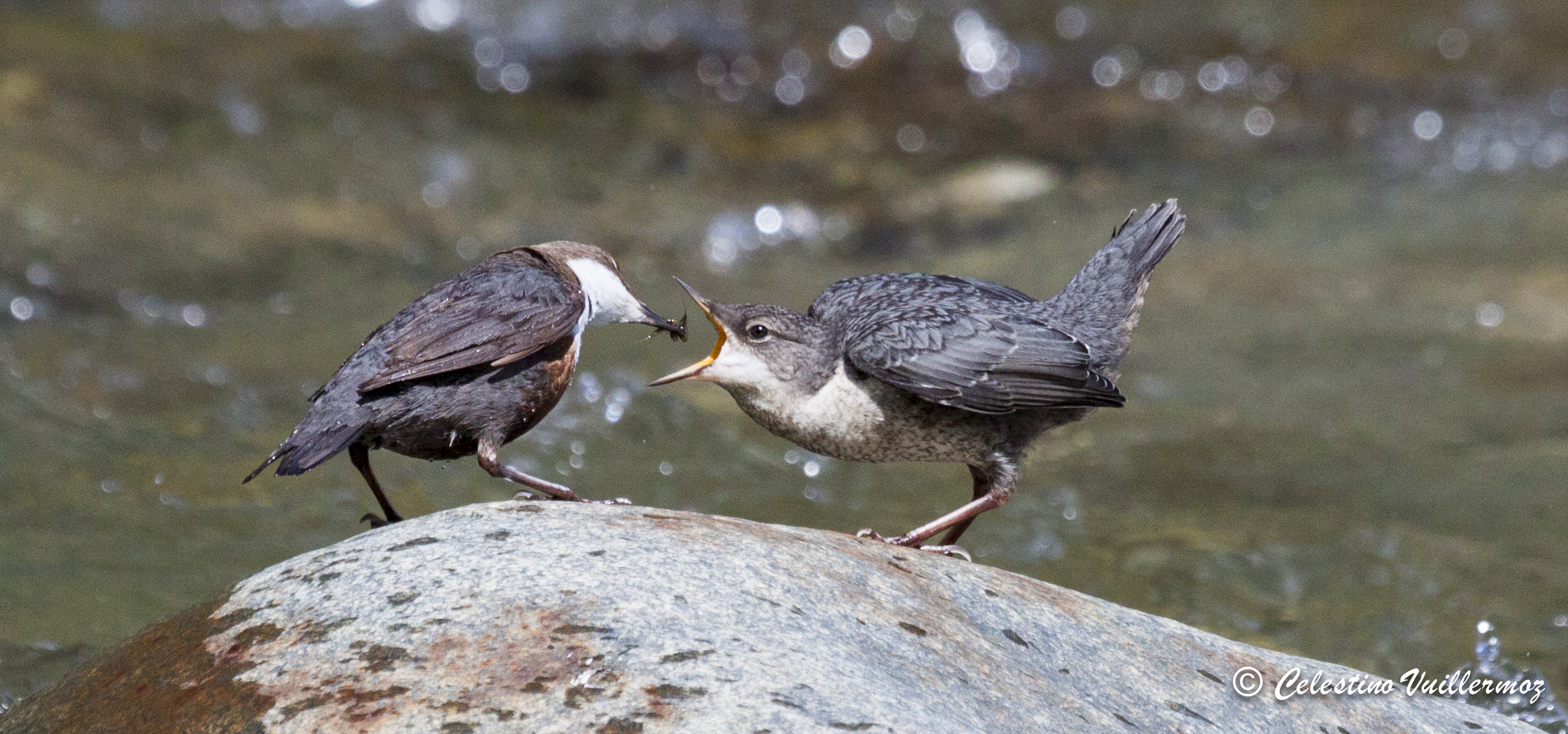 Merlo acquaiolo imboccata