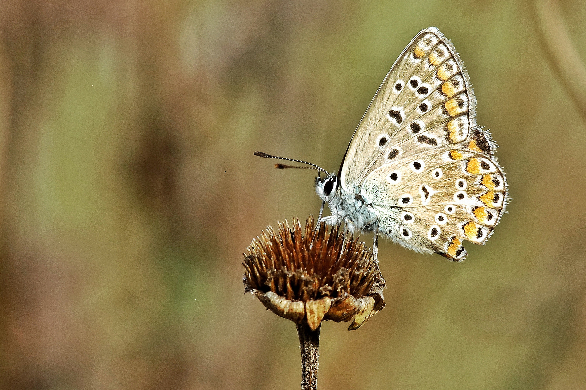 Polyommatus icarus