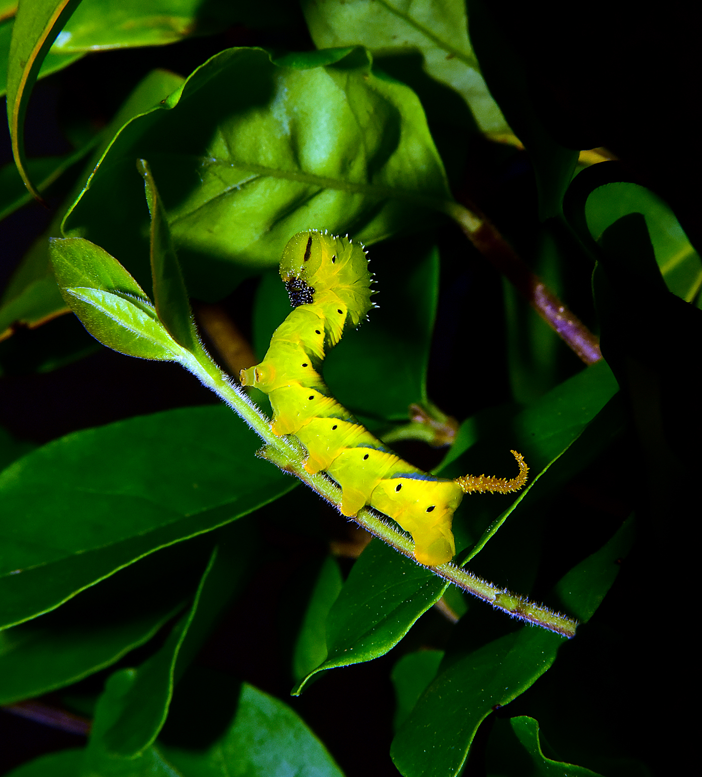 Acherontia atropos