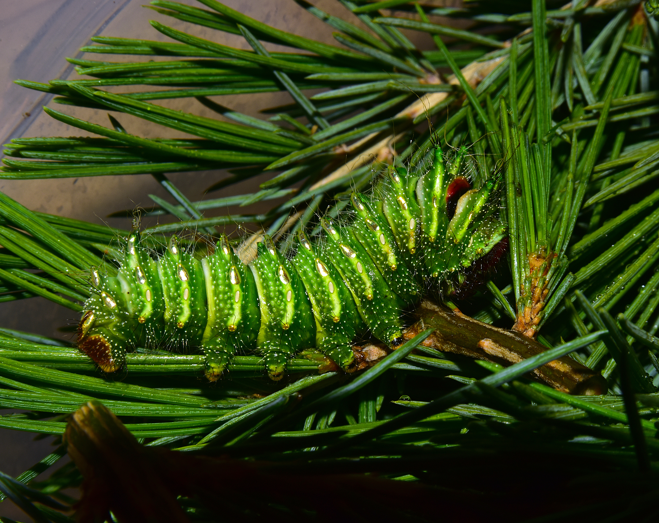 Actias dubernardi