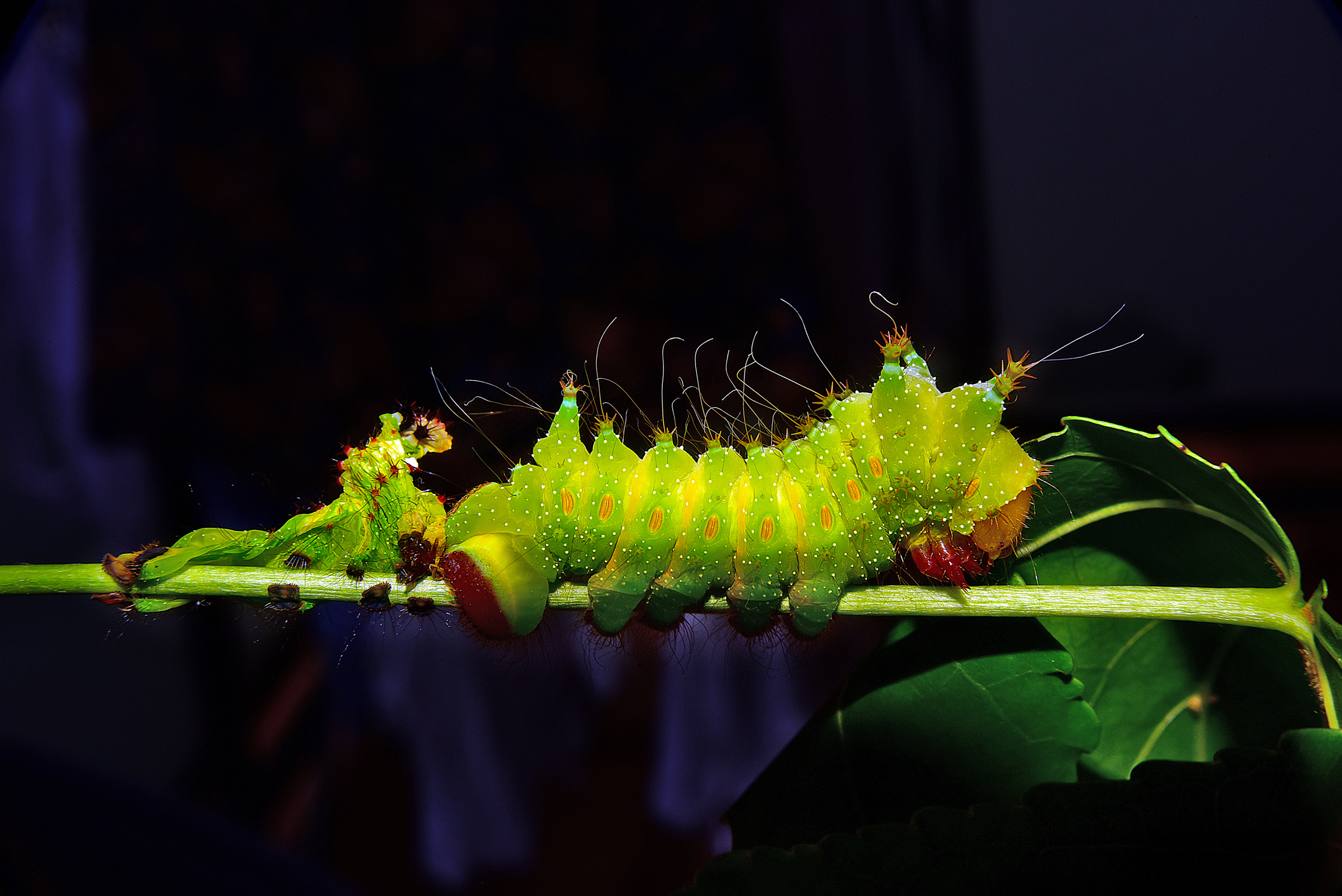 Actias isis after molting