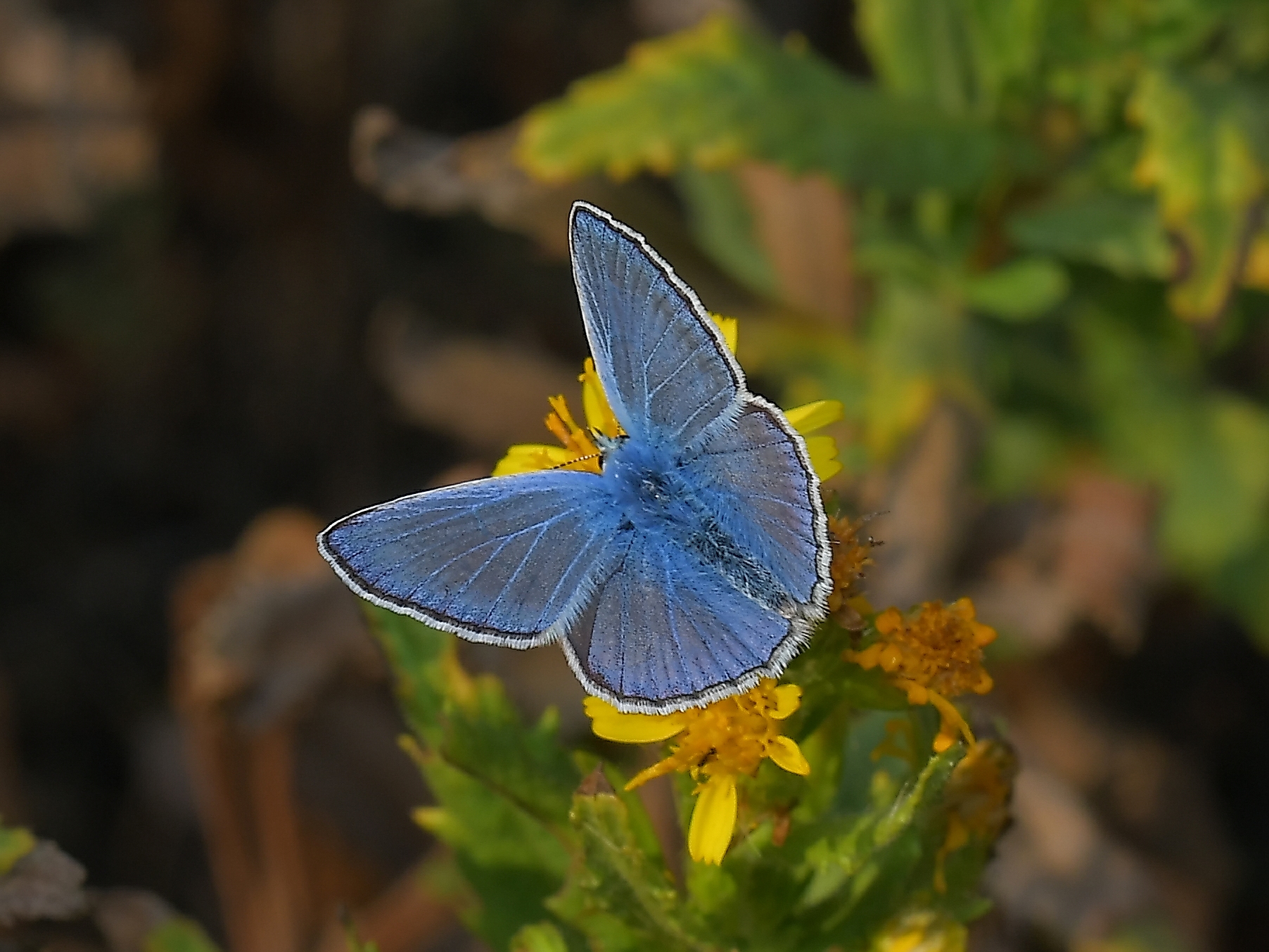 integrata nei colori autunnali..