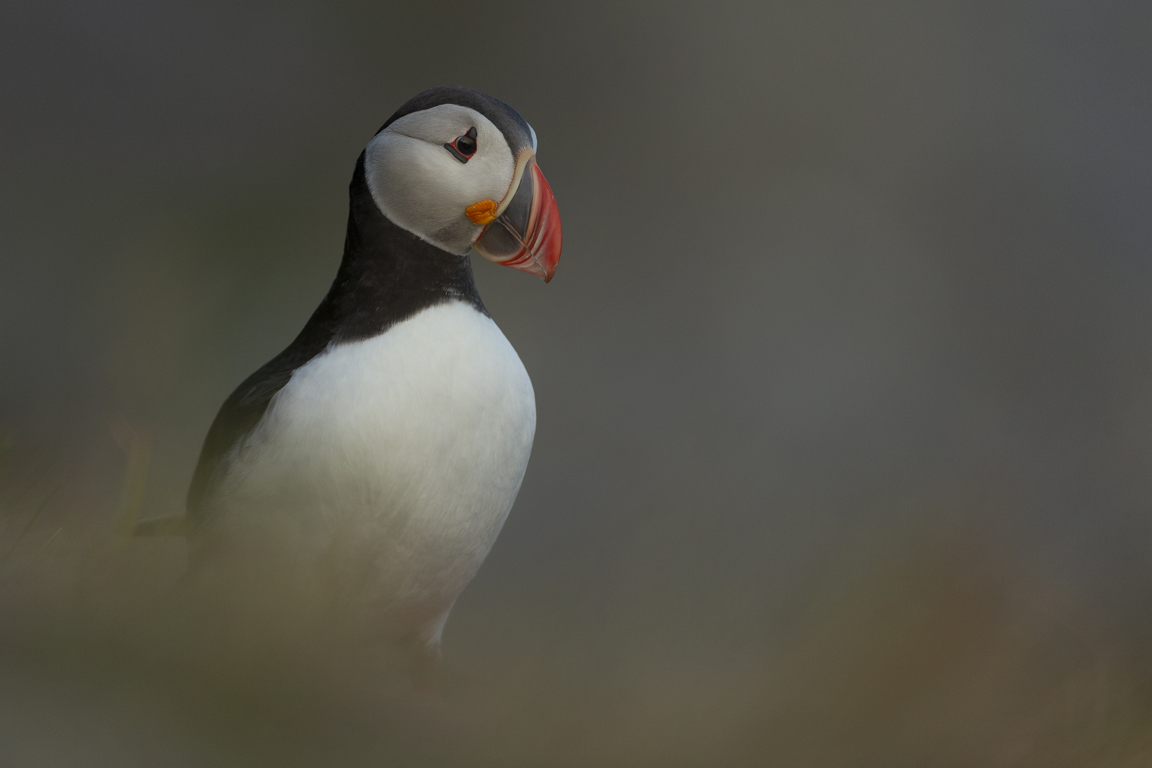 Thoughtful puffin
