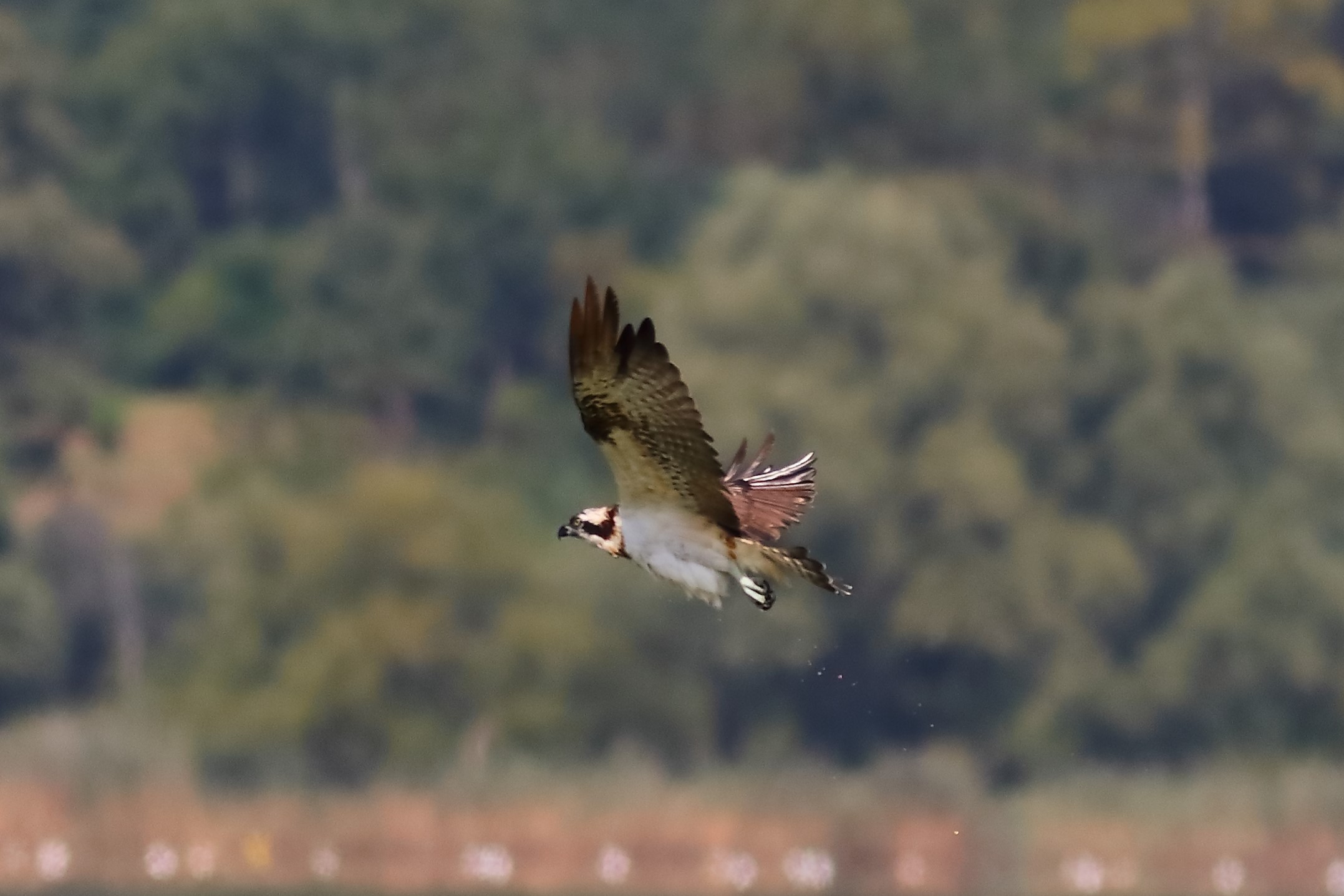 Falco pescatore 01-09-2023