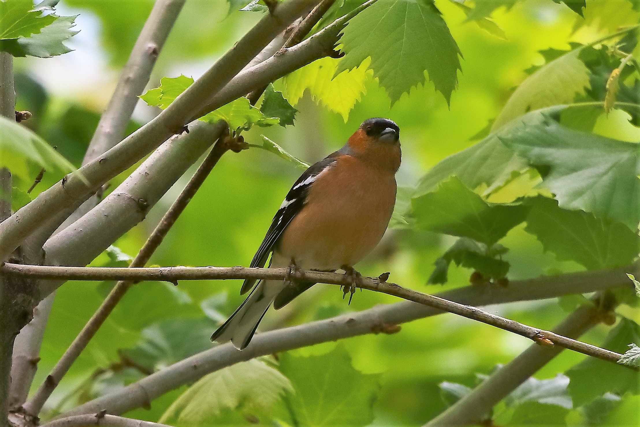 Fringuello 04-05-2023