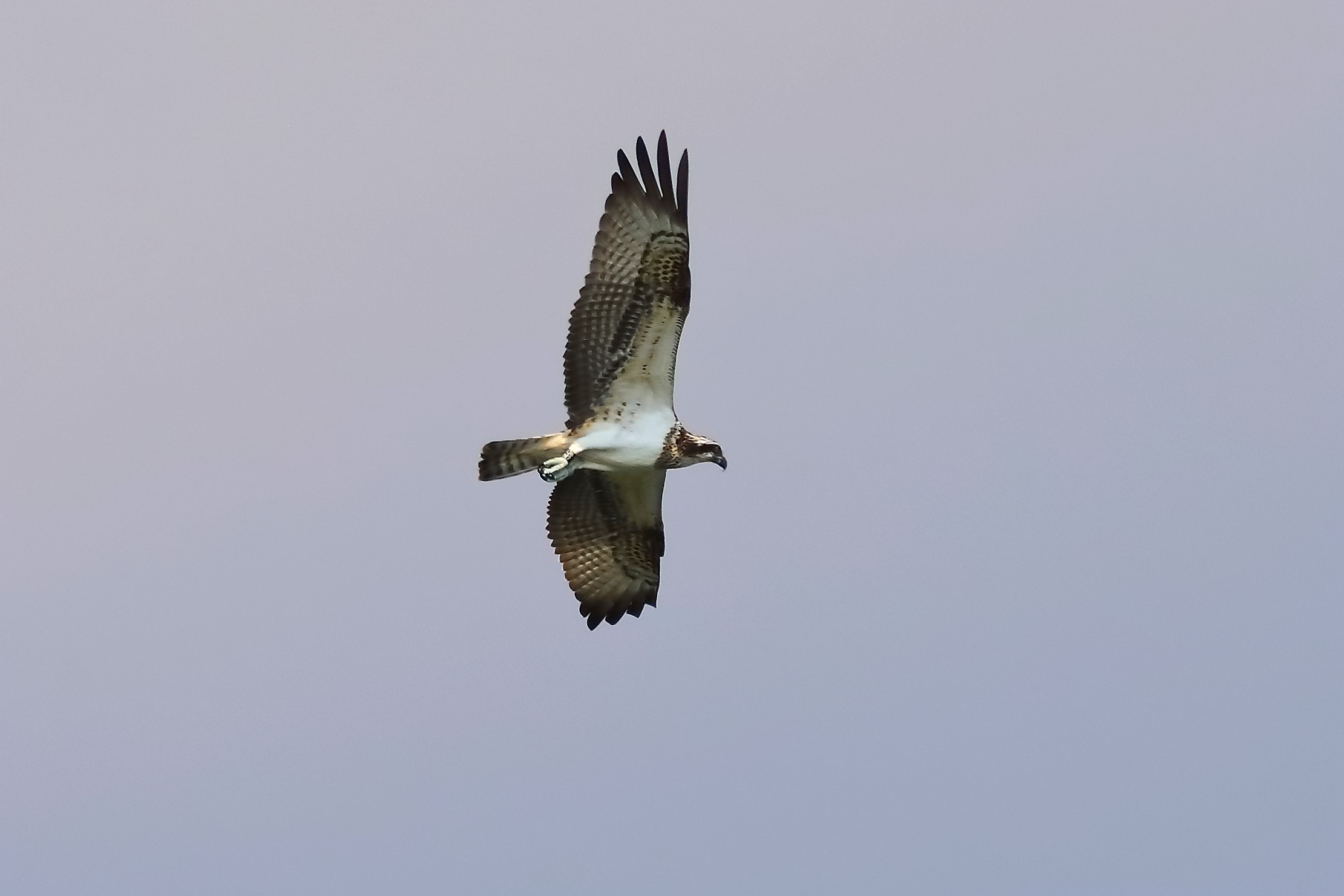 Falco pescatore 04-09-2023