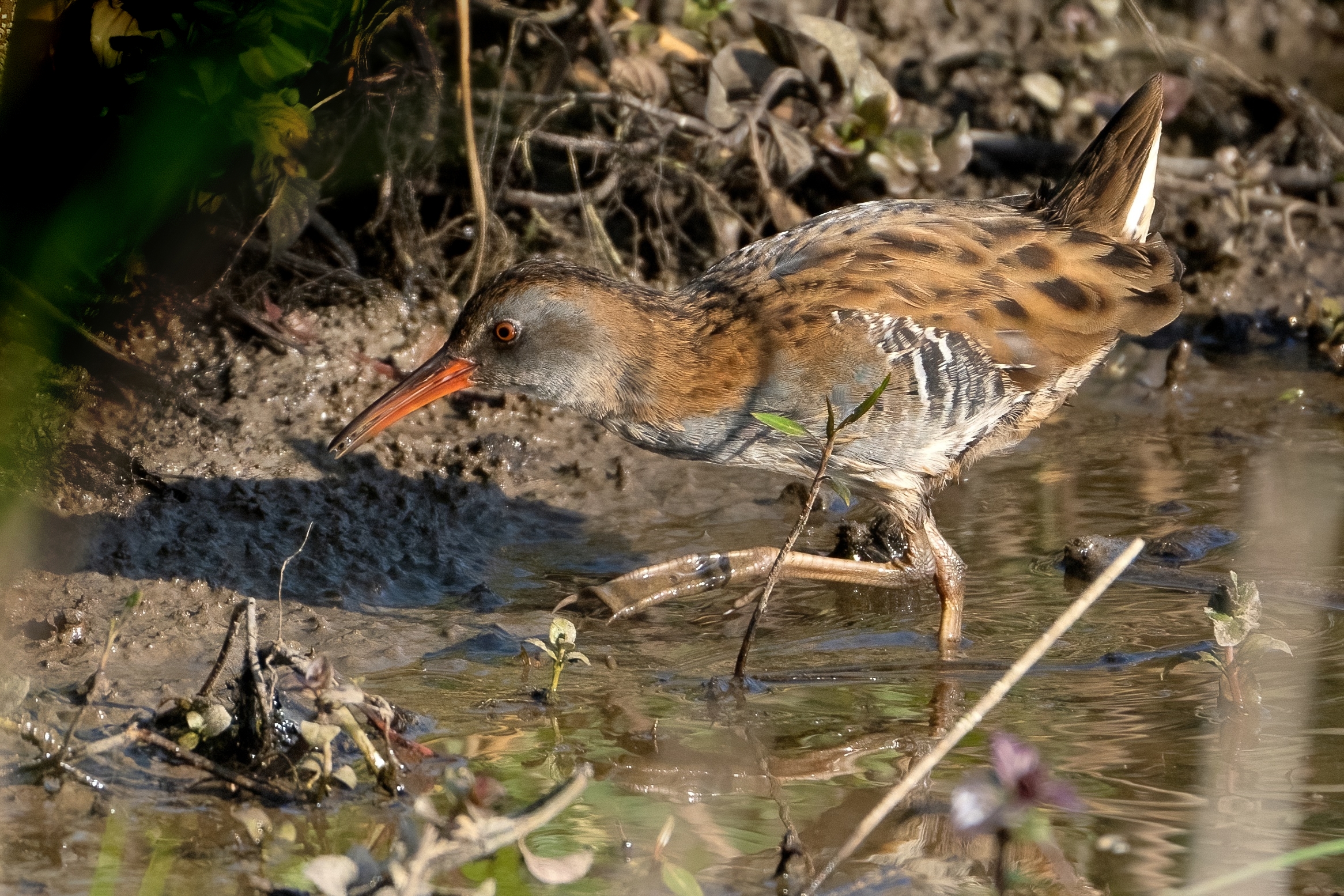 Porciglione (Rallus aquaticus)