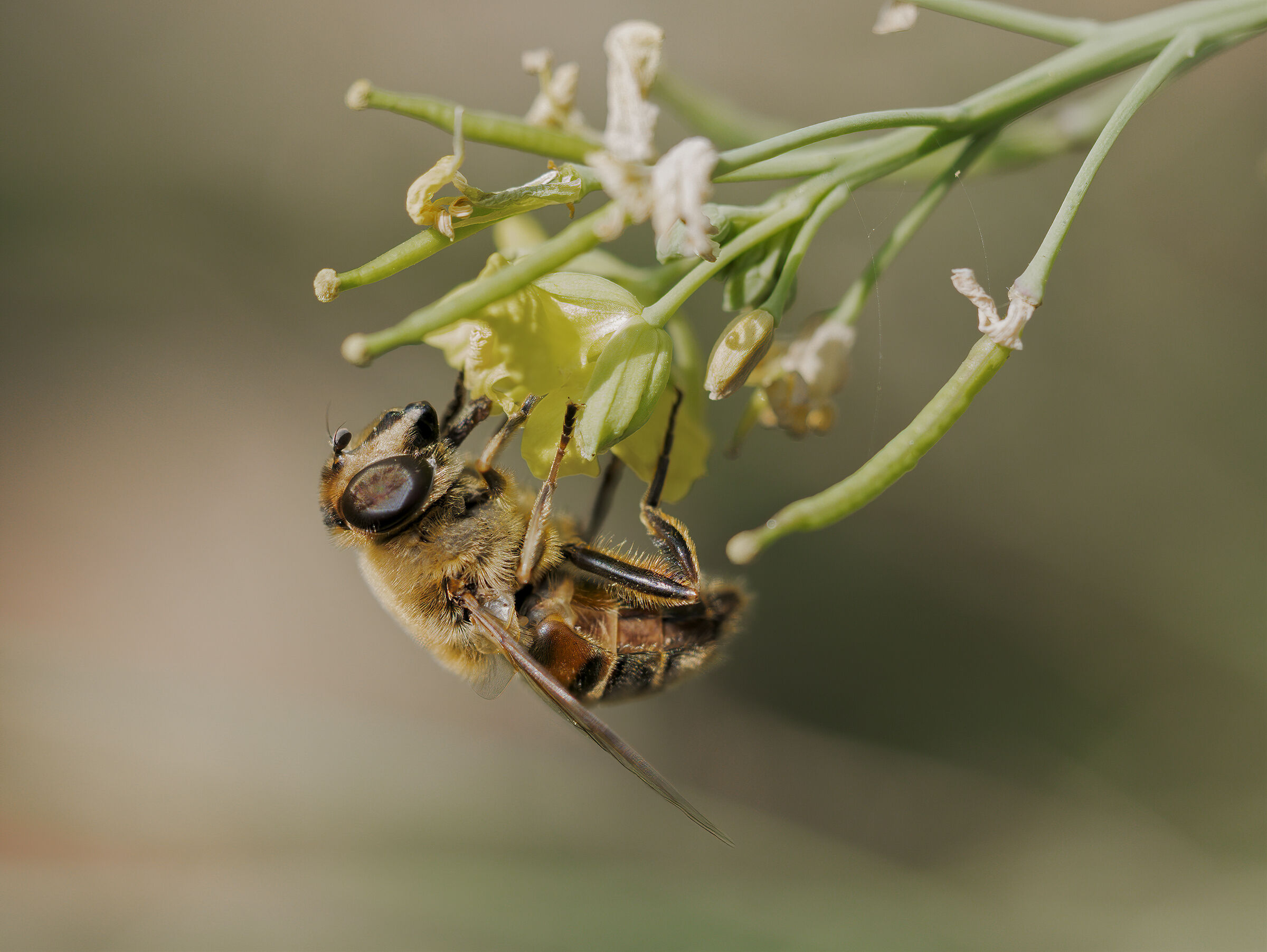 Eritalis... ? (primi passi macro)