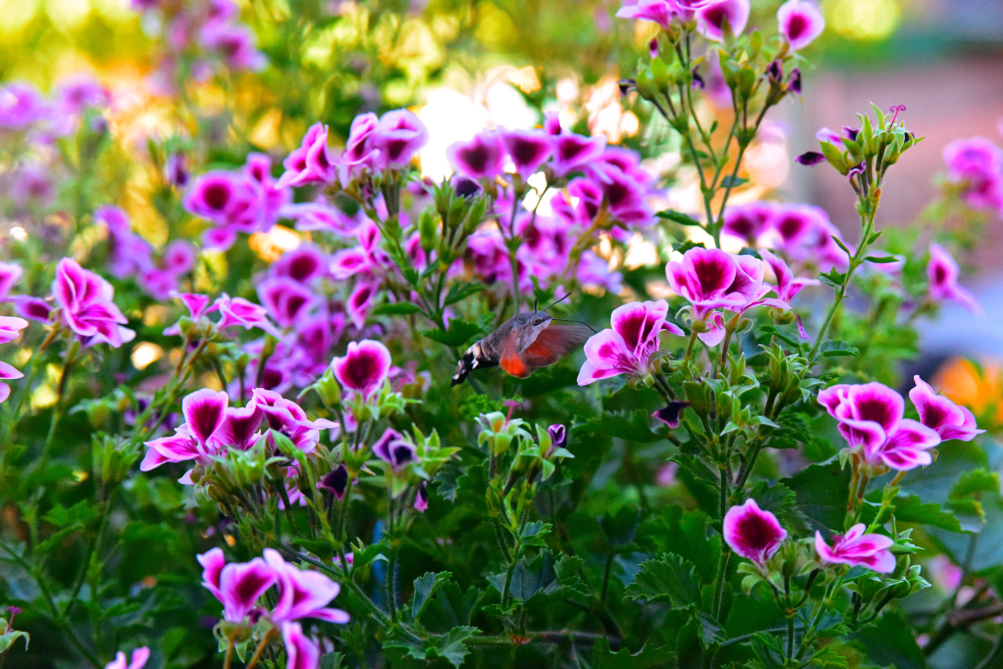 Macroglossum stellatarum