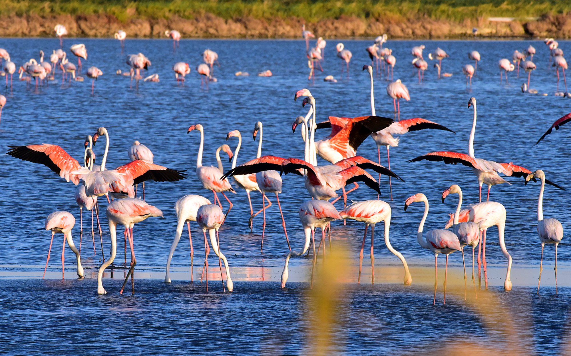 Fenicotteri a Cervia