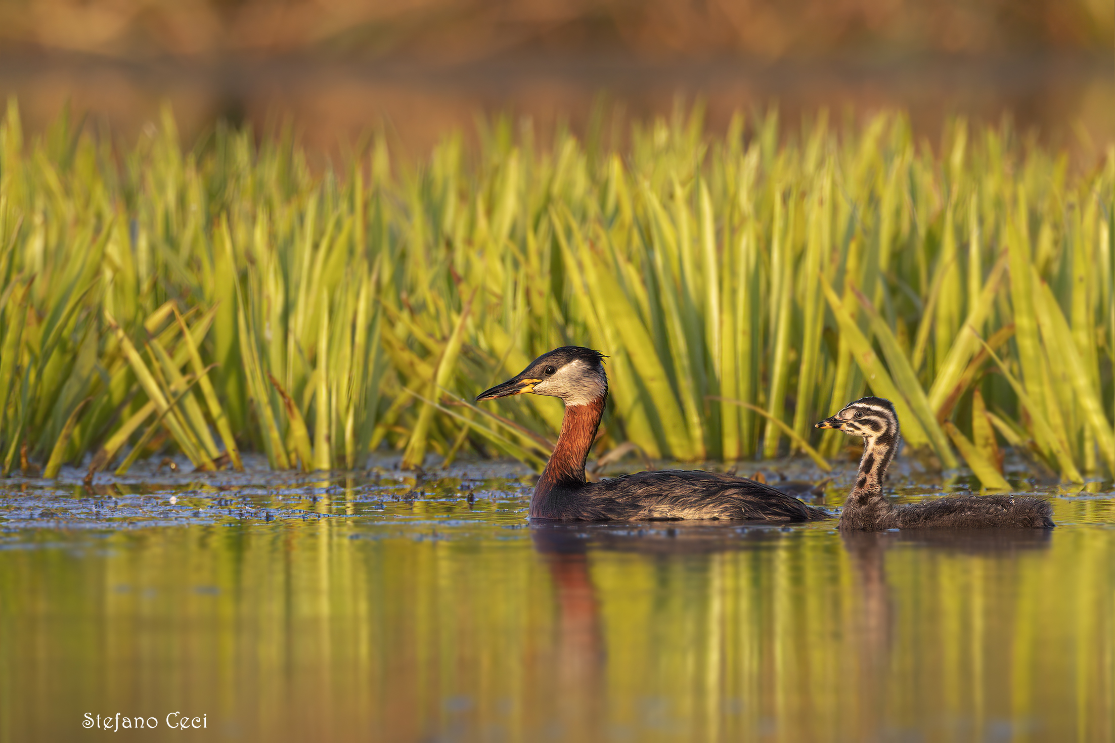 Red-necked grebe