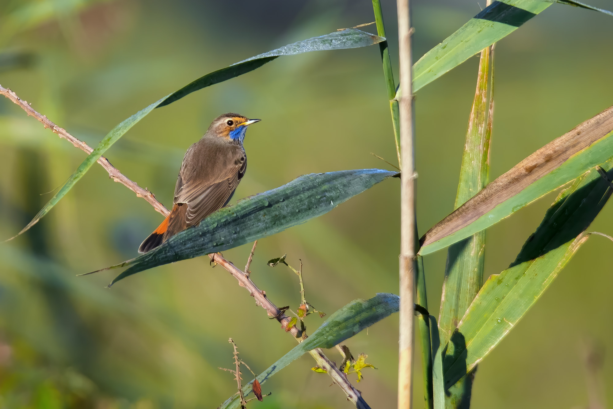 Blue-breasted (Luscinia svecica)