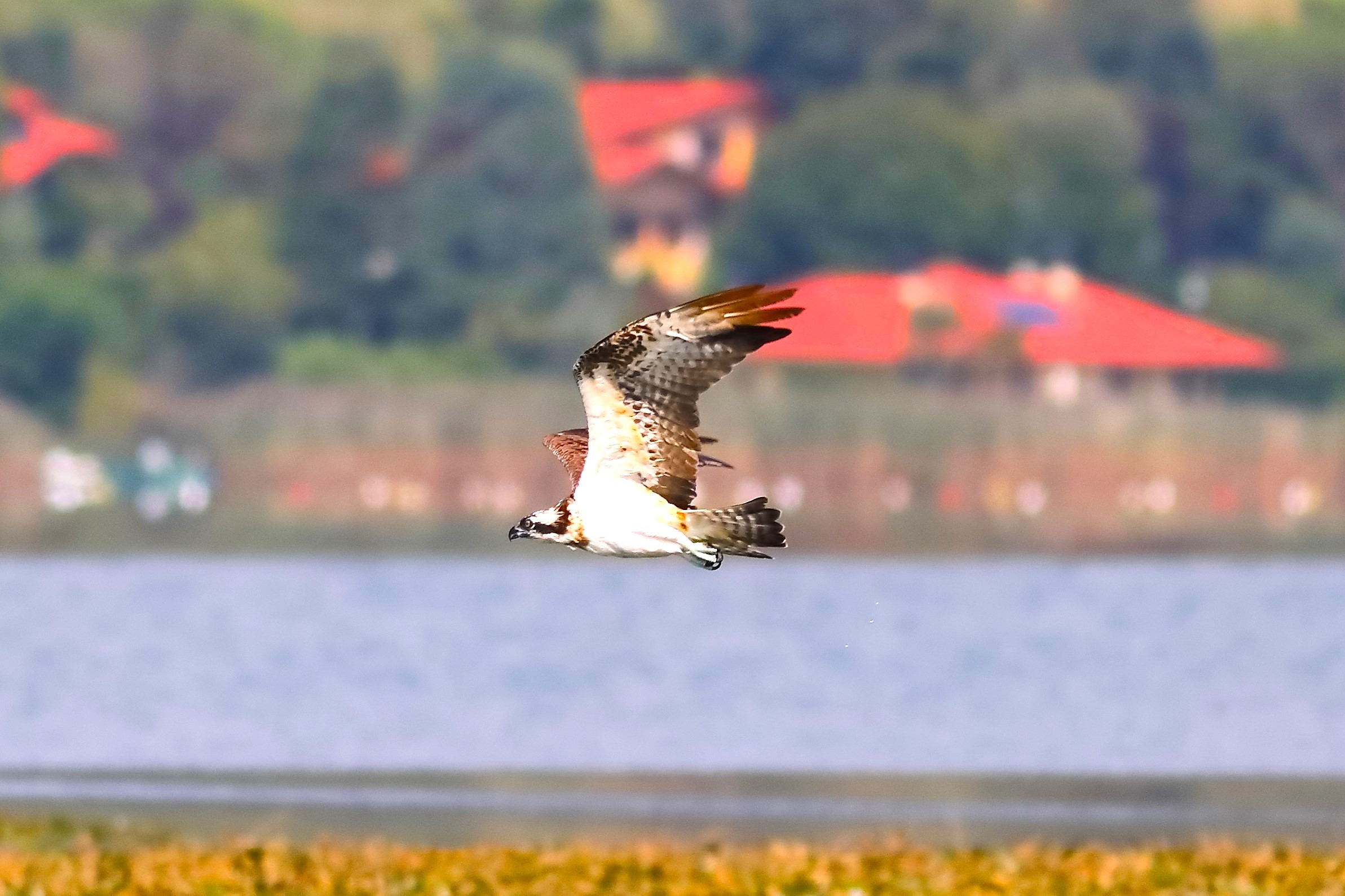 Falco pescatore 01-09-2023