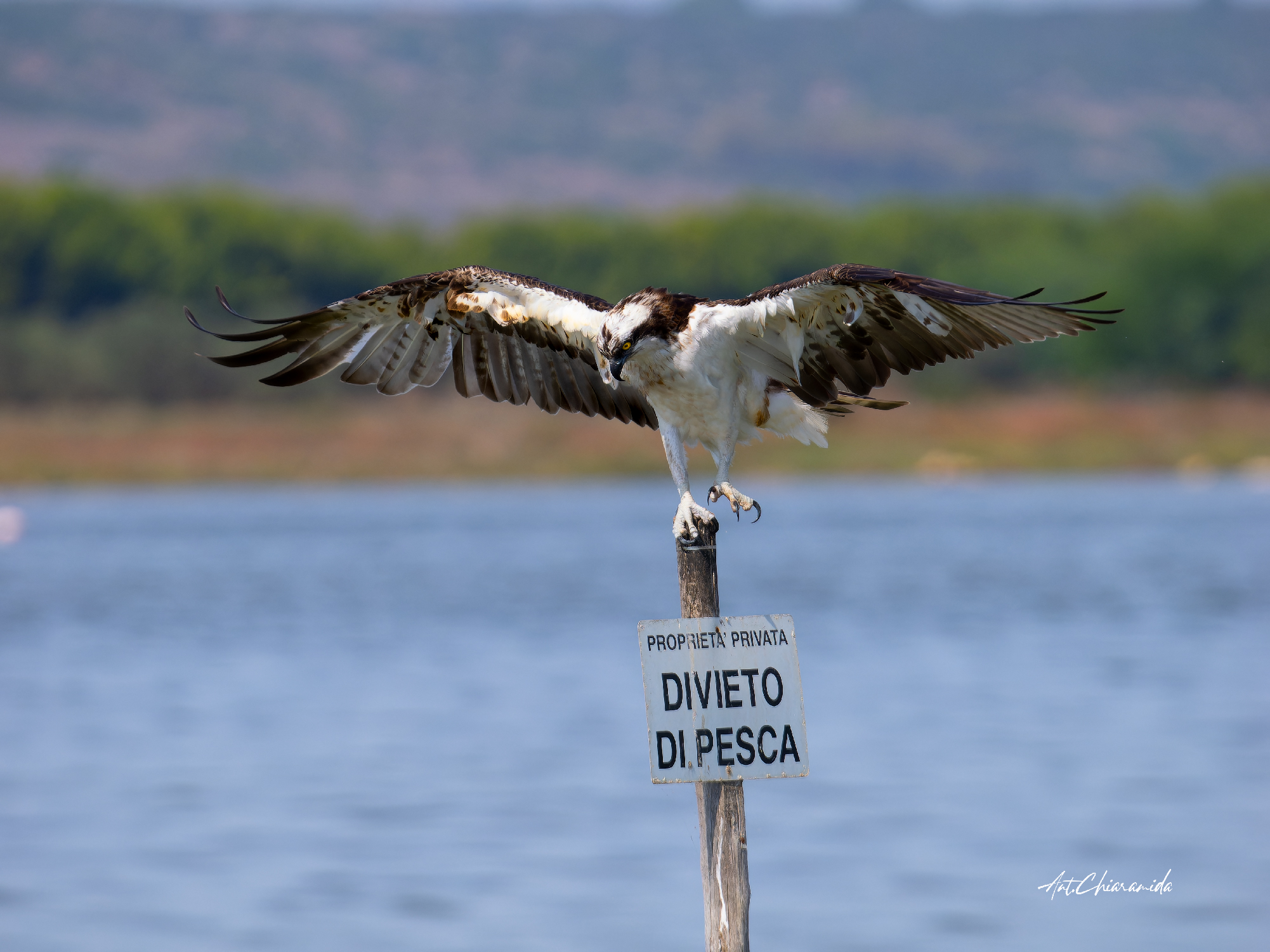 falco pescatore