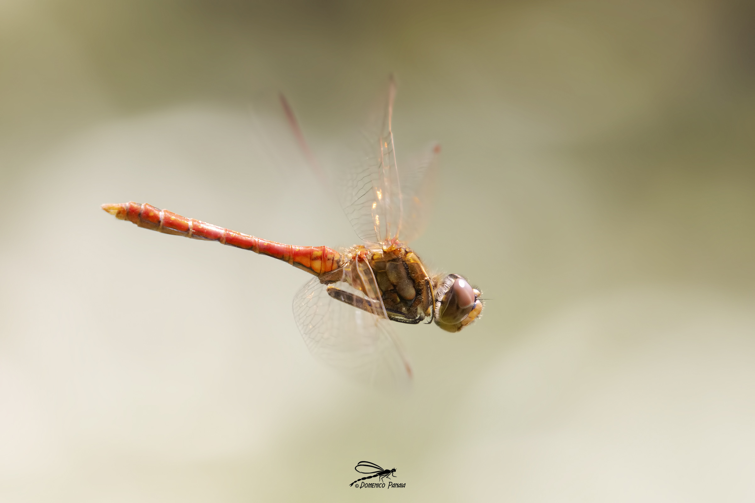 Sympetrum vulgatum