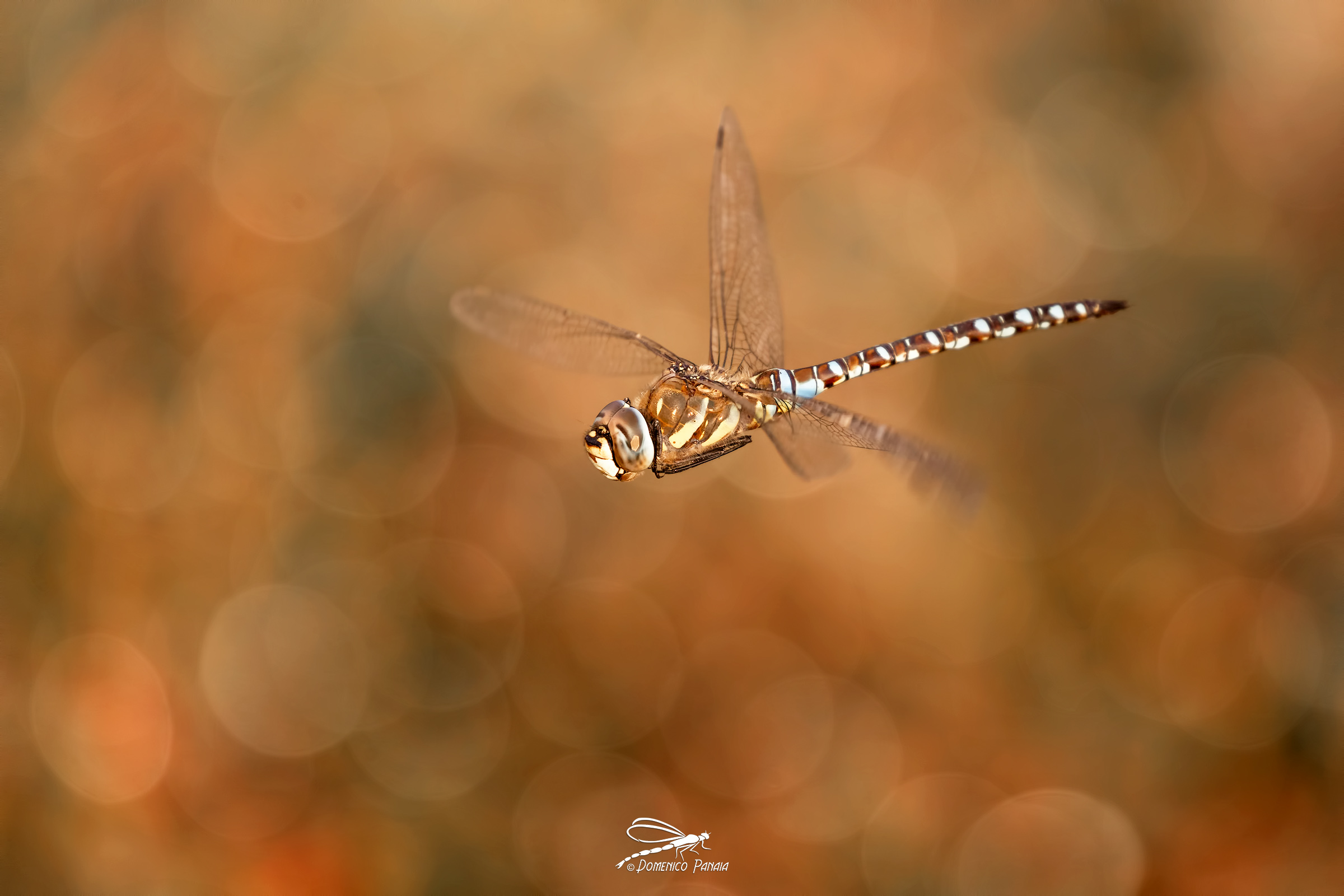 aeshna mixta