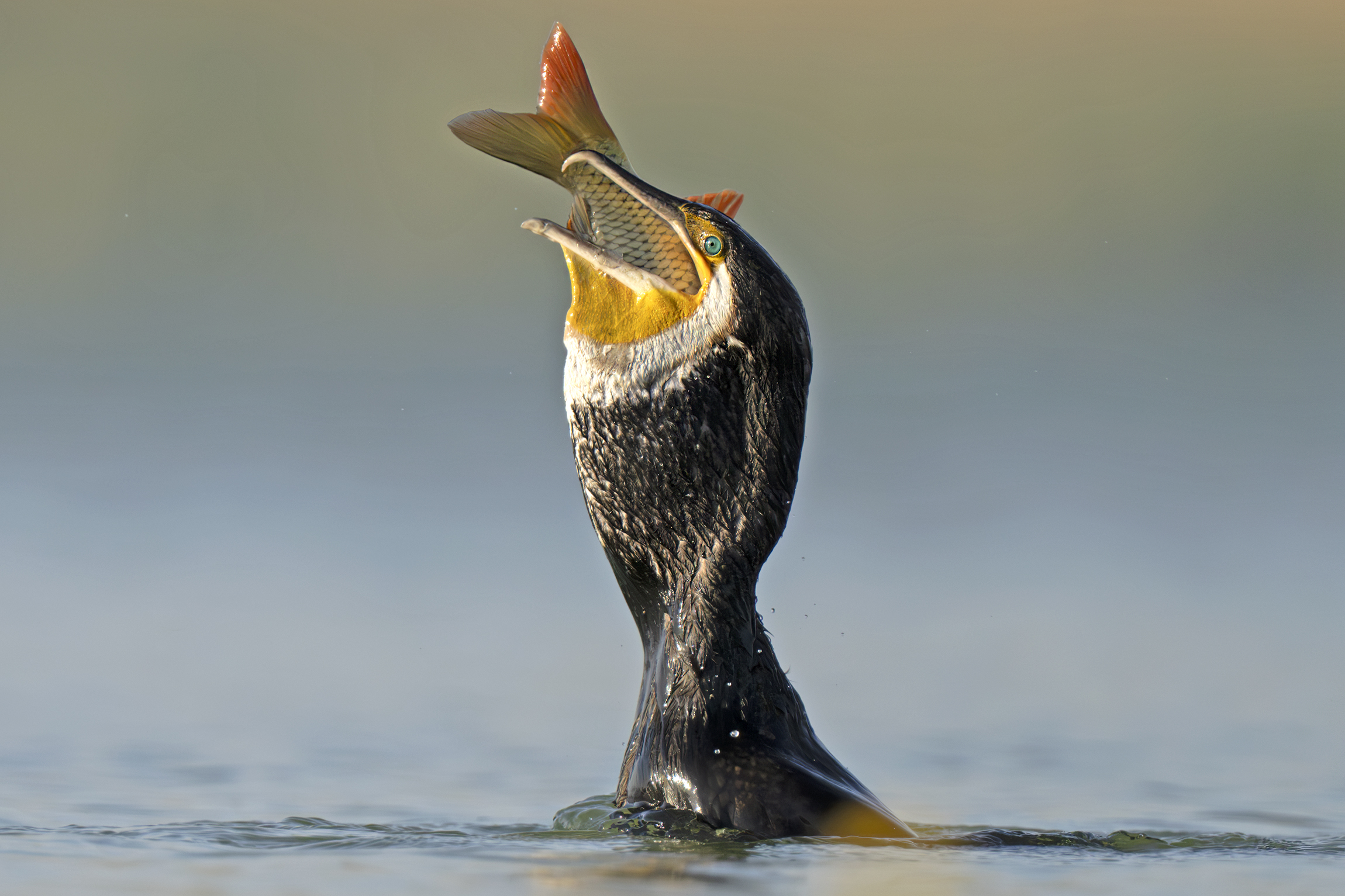 Cormorant vs Carp