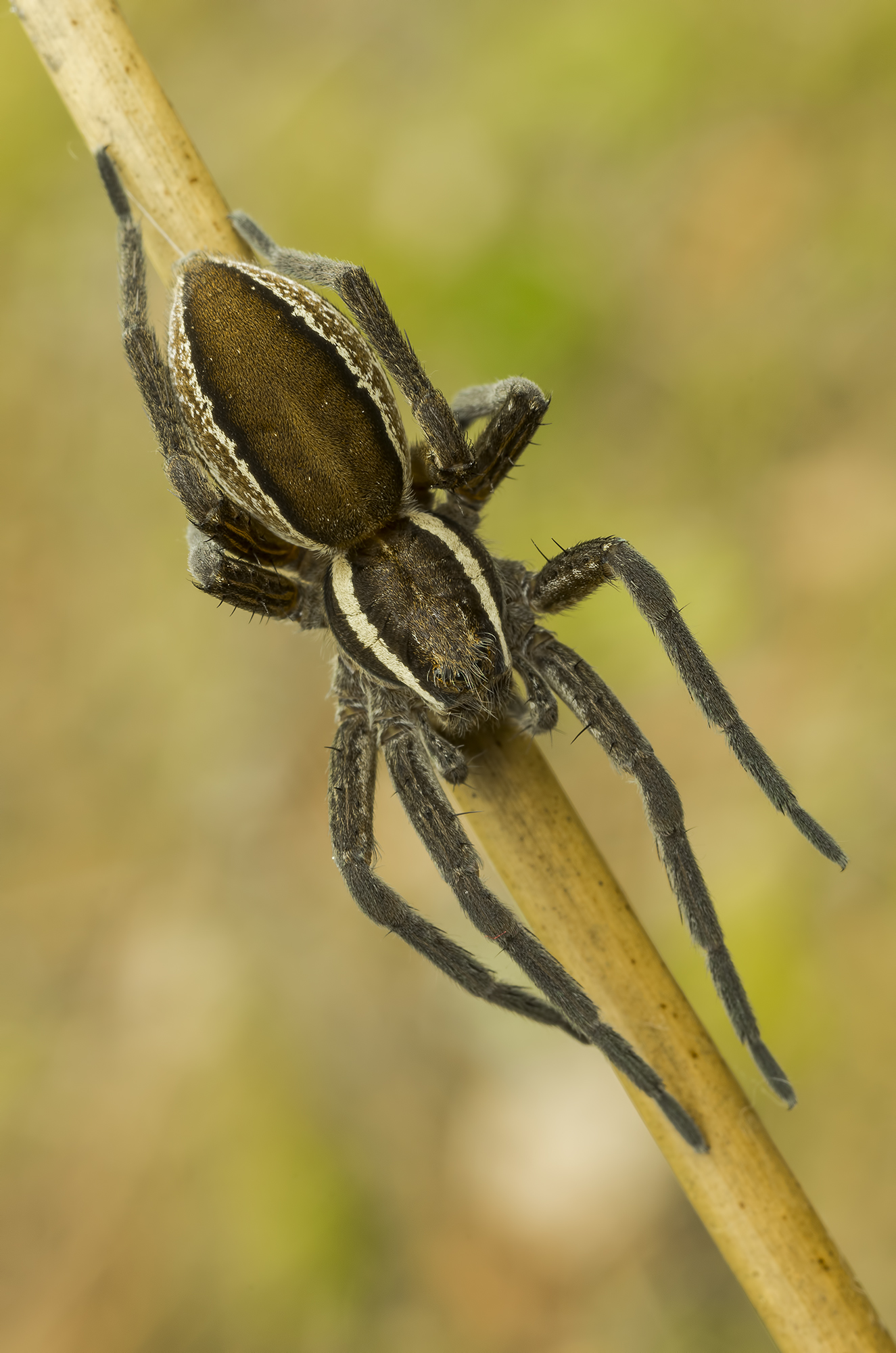 Young Dolomedes fimbriatus