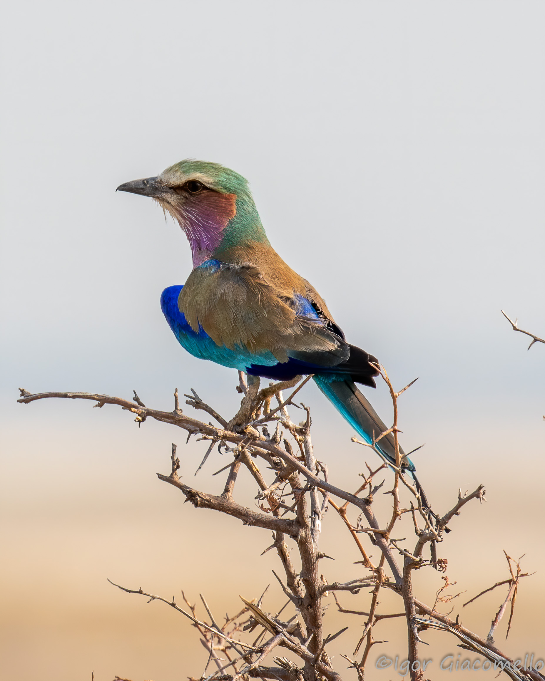 Peculilla roller