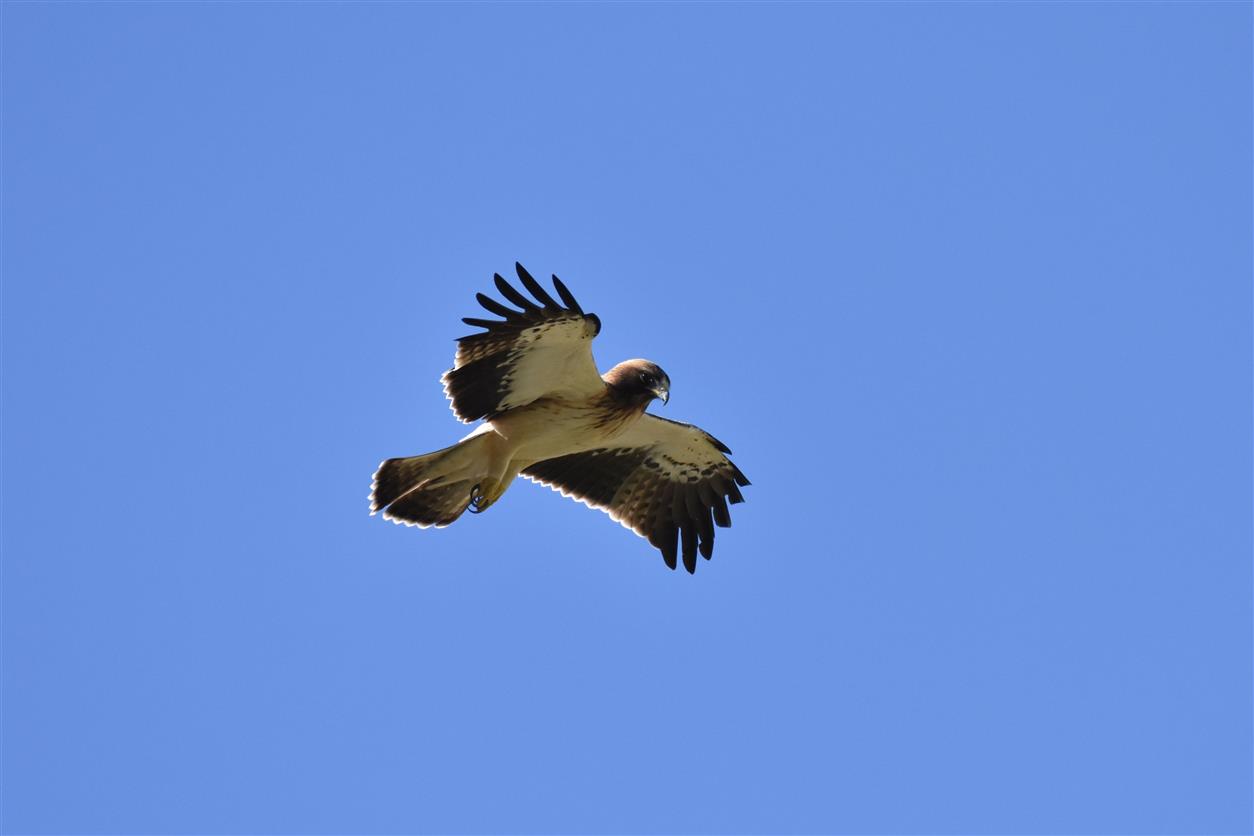 The holy spirit of the lesser eagle