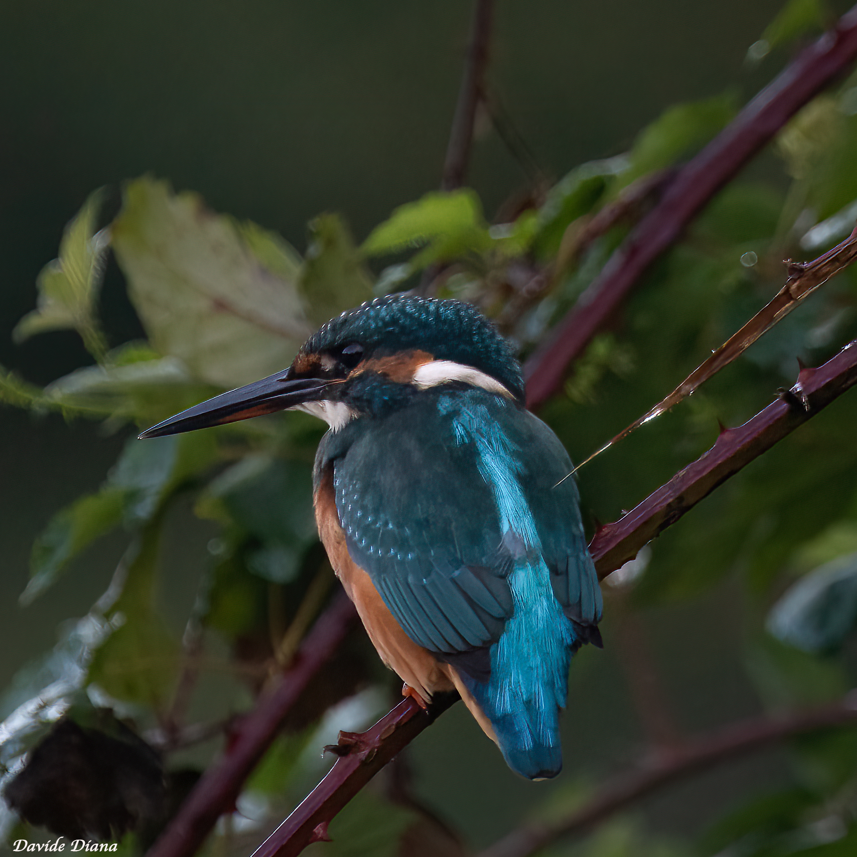 Kingfisher