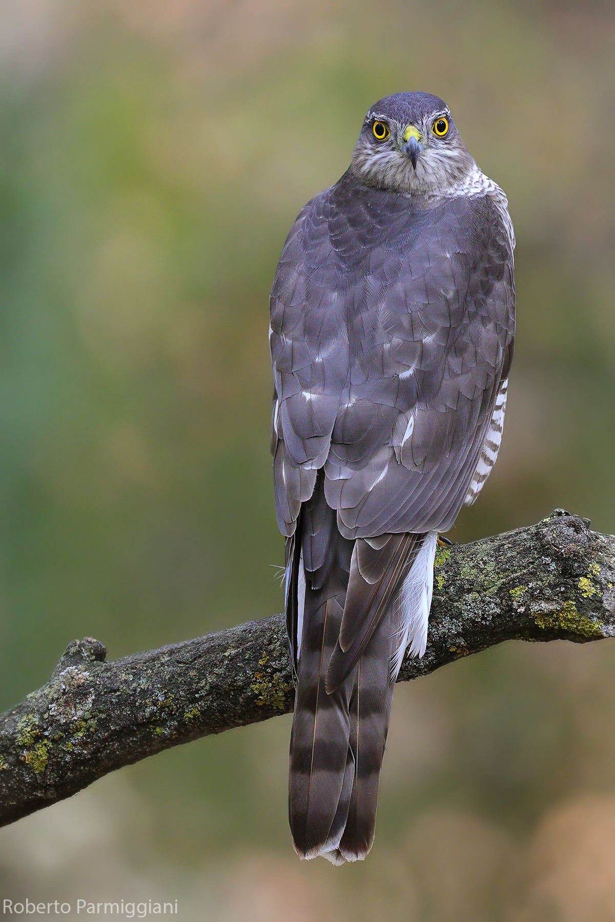 Sparrowhawk face to face