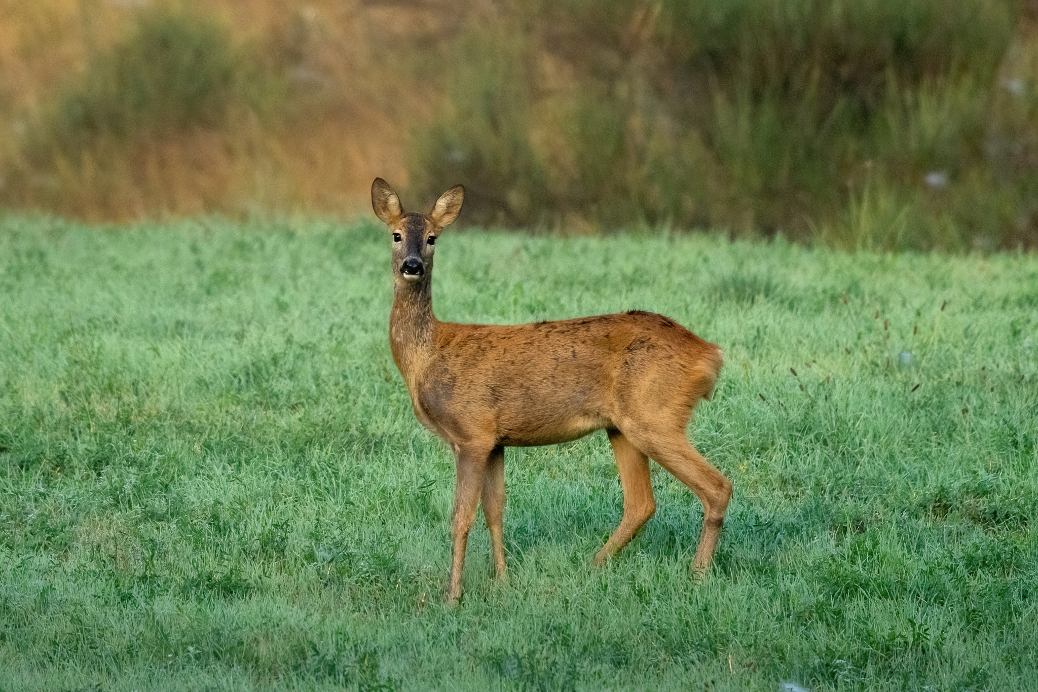 Roe deer (Capreolus capreolus)