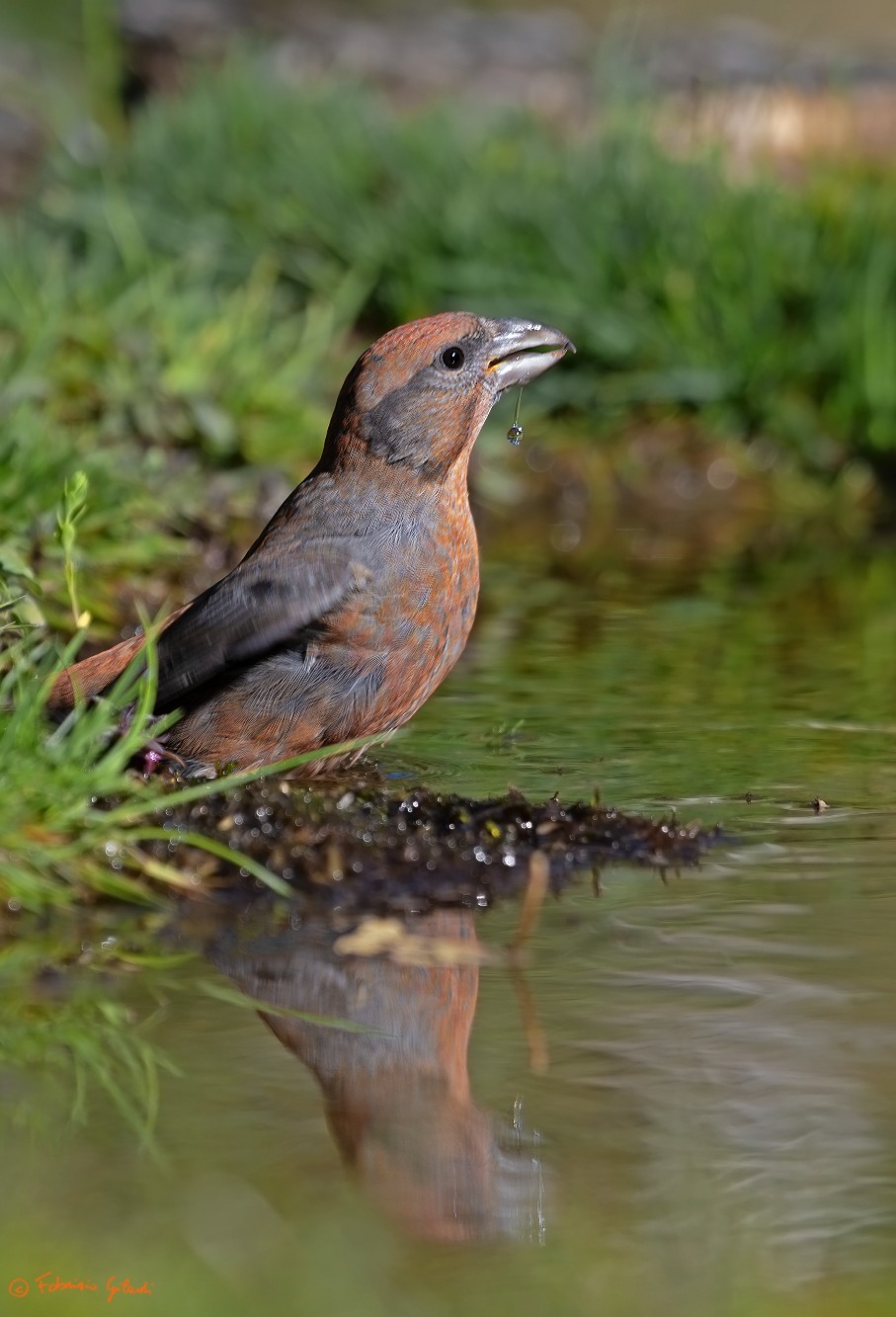 Loxia curvirostra (Cruises m.)